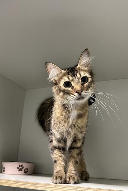 Provolone — thumbnail 3