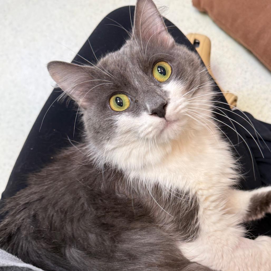 Neptune, adopted, Young Male Domestic Long Hair.