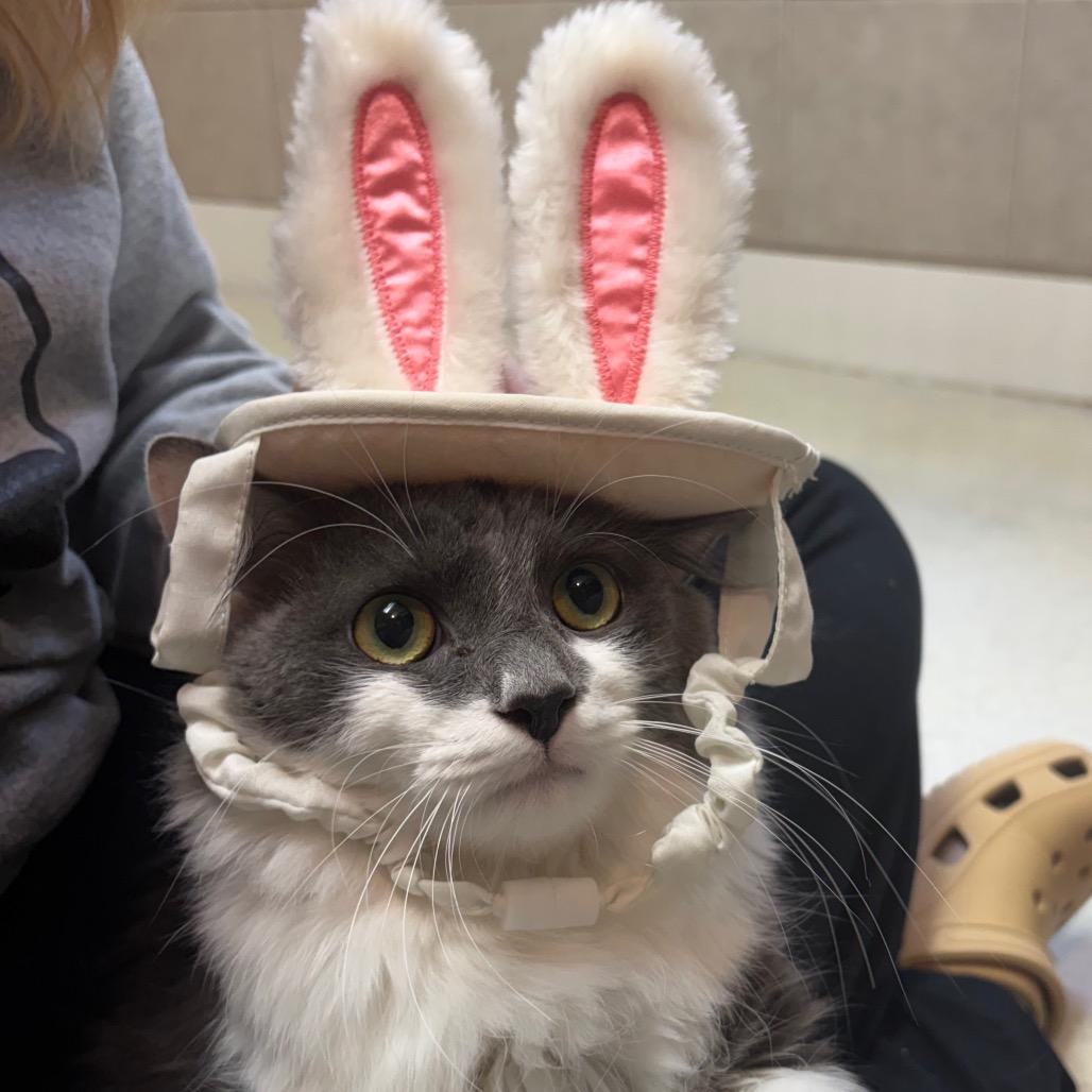 Enlarge Neptune, an adopted Domestic Long Hair in Fenton, MI image 2/2