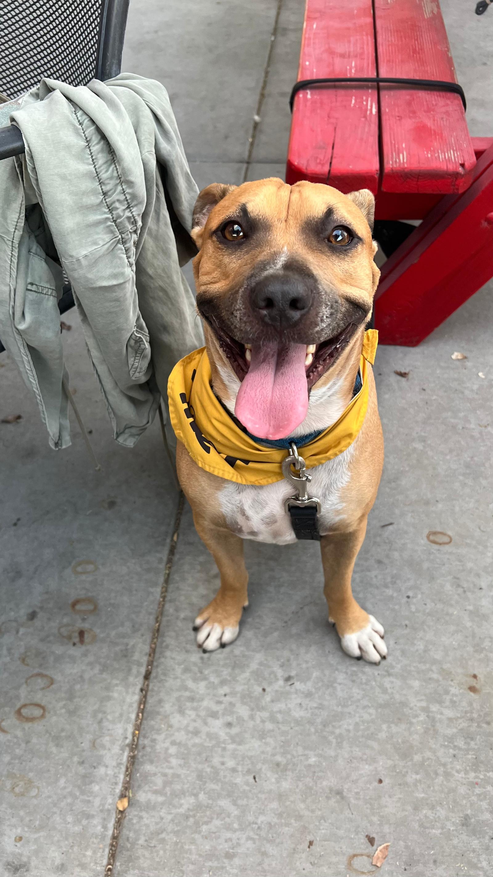 Enlarge SMALLS, a Adopted Terrier in Chandler, AZ image 1/3