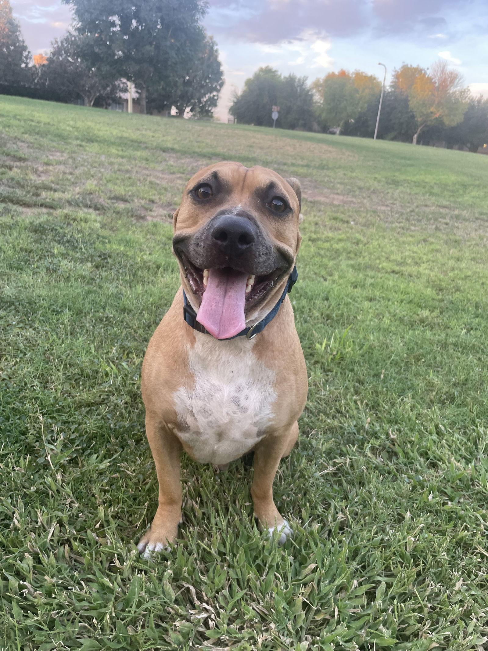 Enlarge SMALLS, a Adopted Terrier in Chandler, AZ image 2/3