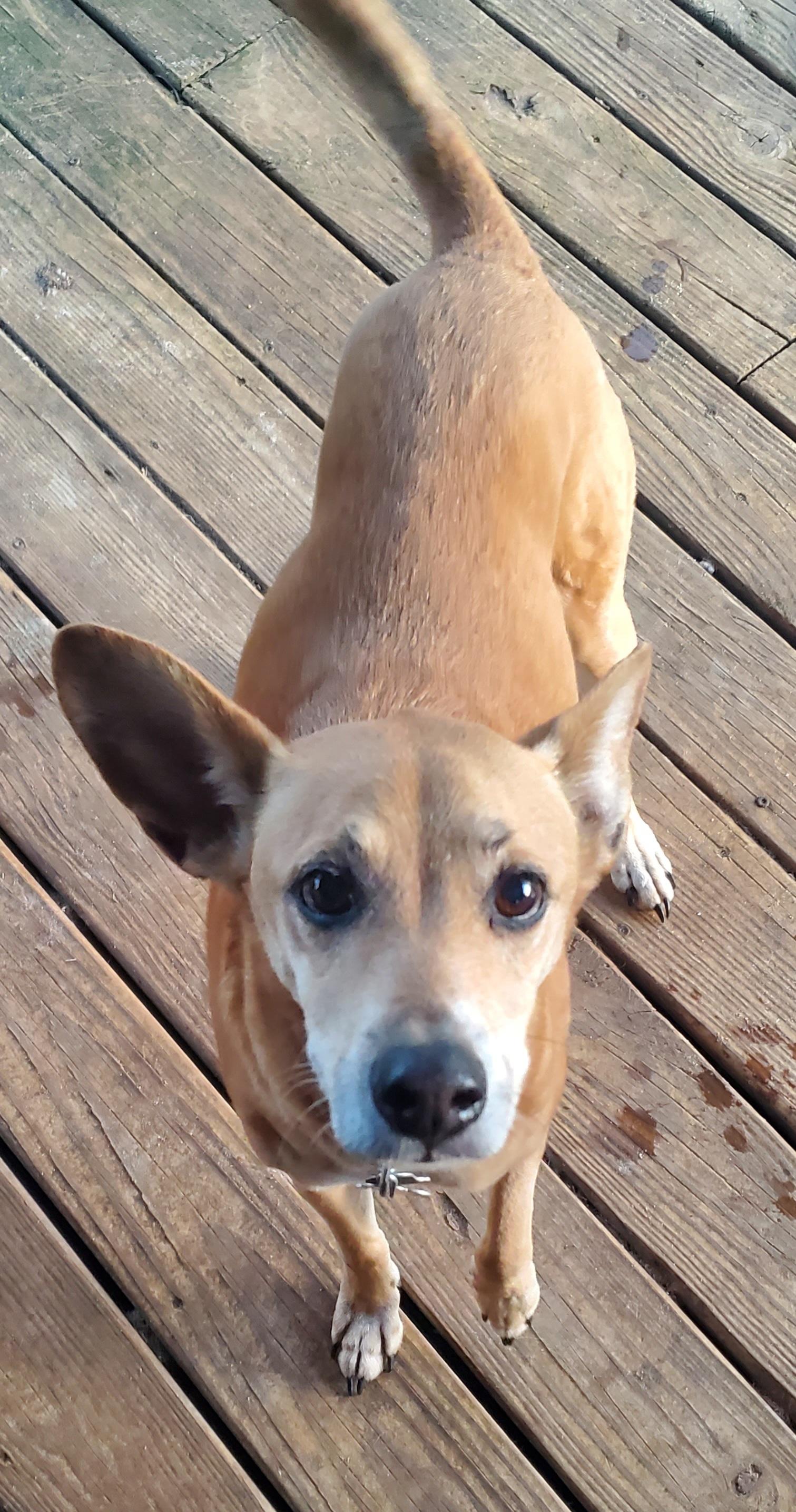 Coco, a Adoptable mixed breed in Kinsey, AL image 2/2