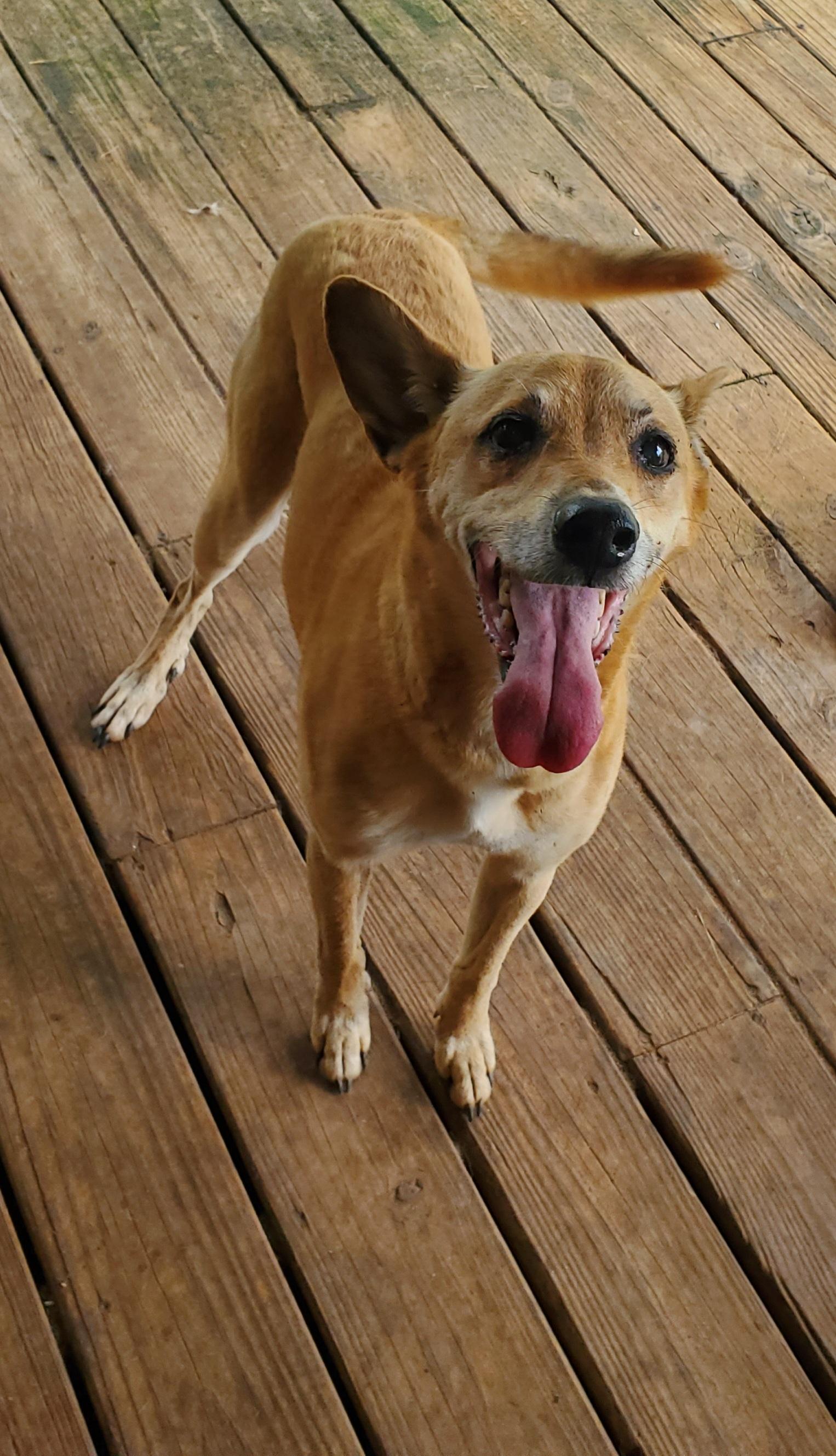Coco, a Adoptable mixed breed in Kinsey, AL image 1/2