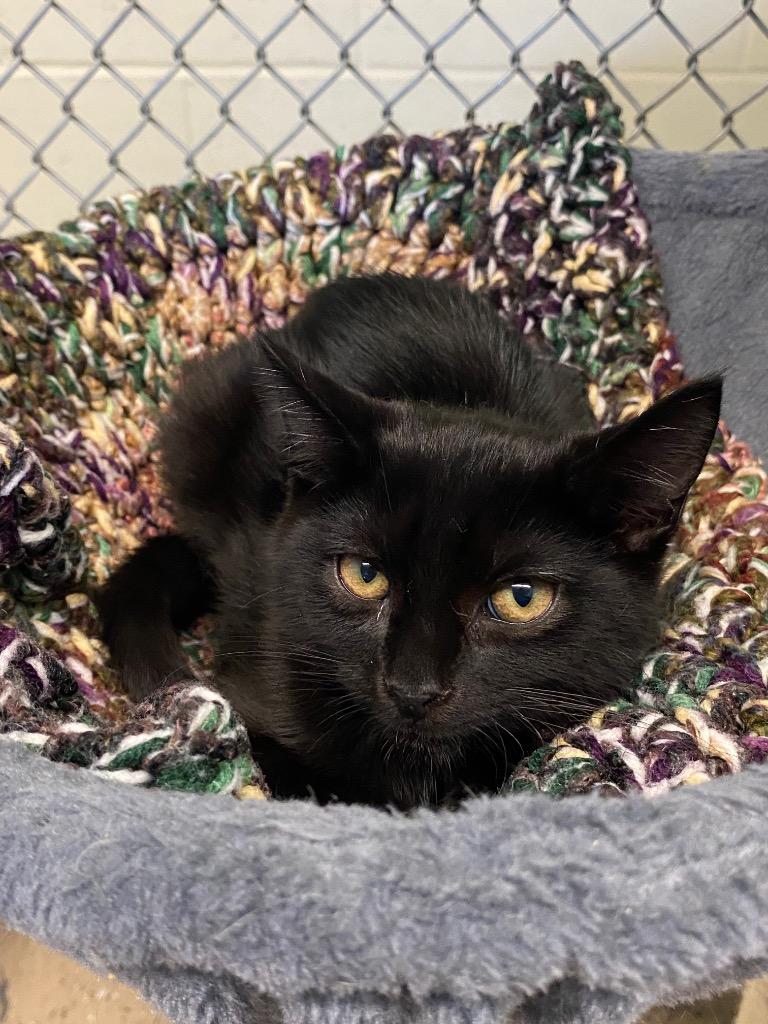 Speedy, Adoptable, Young Female Domestic Short Hair.