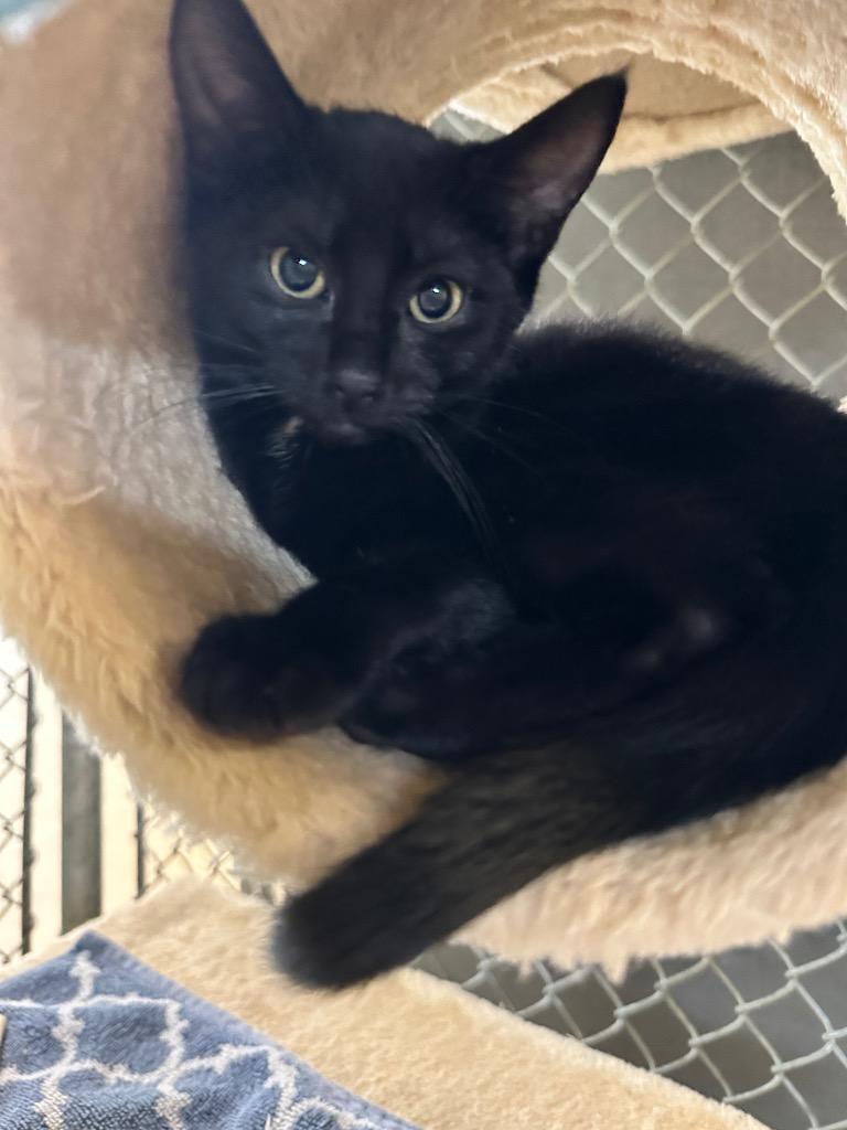 Speedy, a Adoptable mixed breed in Waverly, NY image 2/2