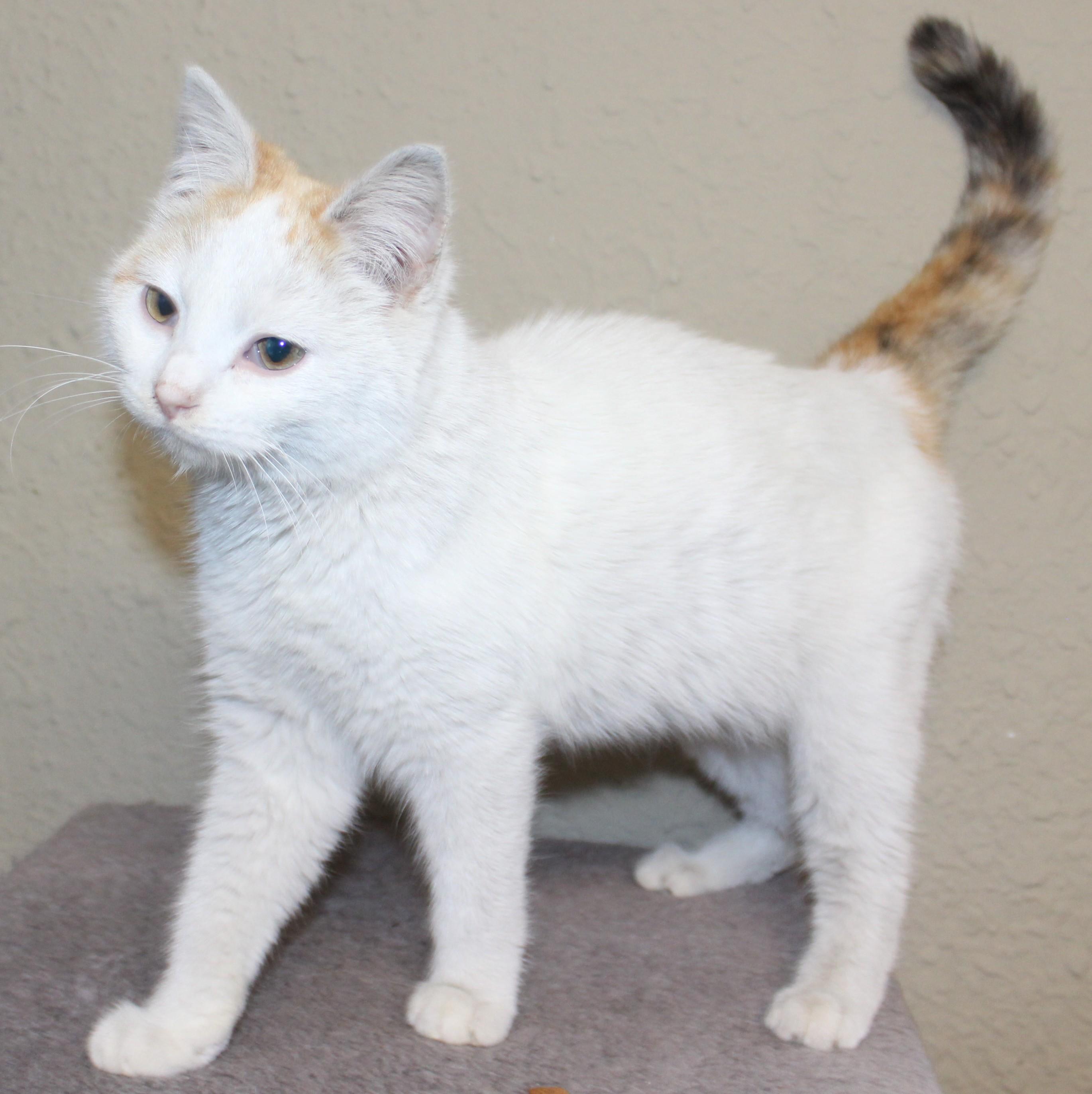 Enlarge Pixie, an adopted mixed breed in Huron, SD image 3/3