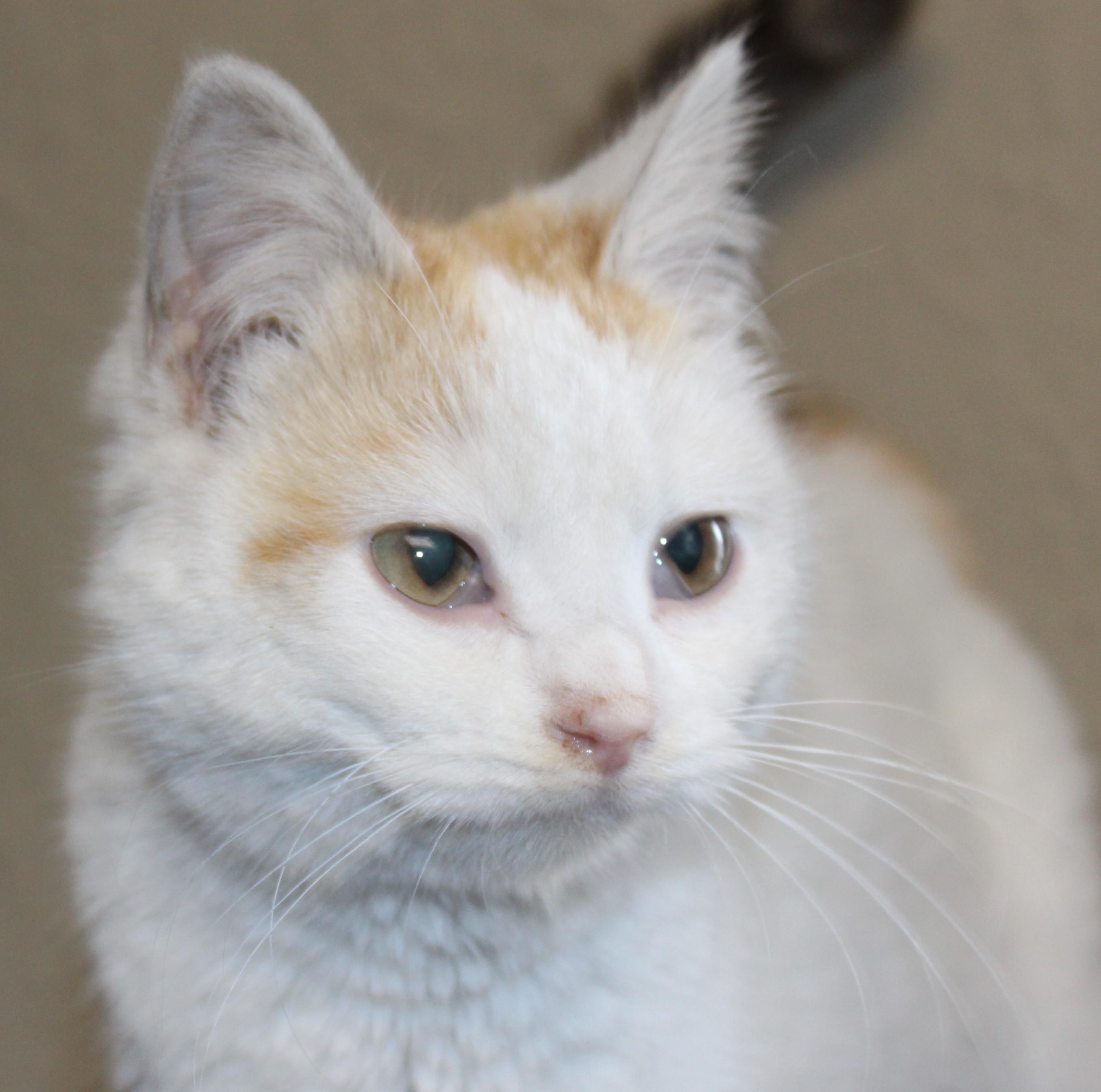 Enlarge Pixie, an adopted mixed breed in Huron, SD image 2/3