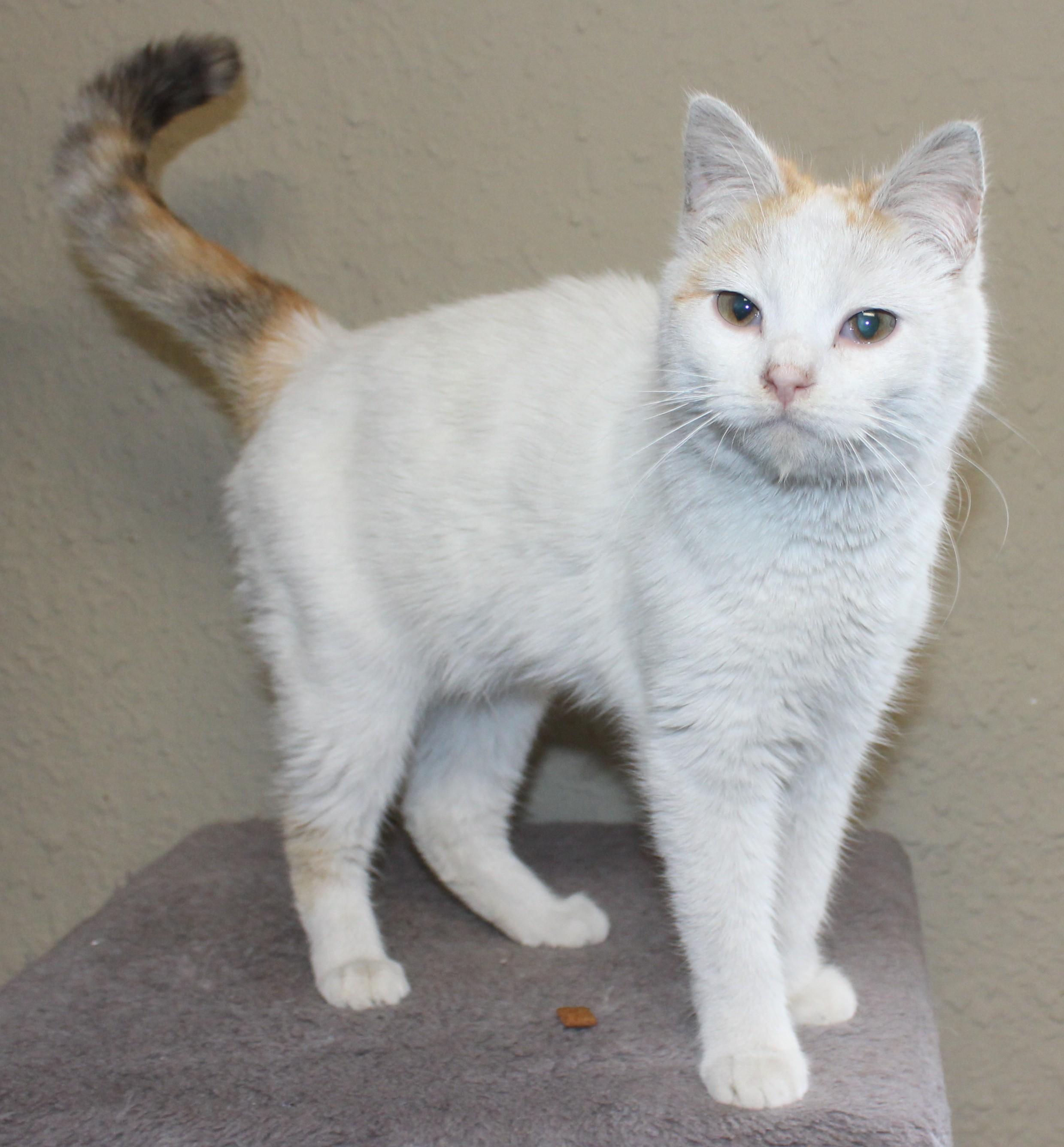 Enlarge Pixie, an adopted mixed breed in Huron, SD image 1/3