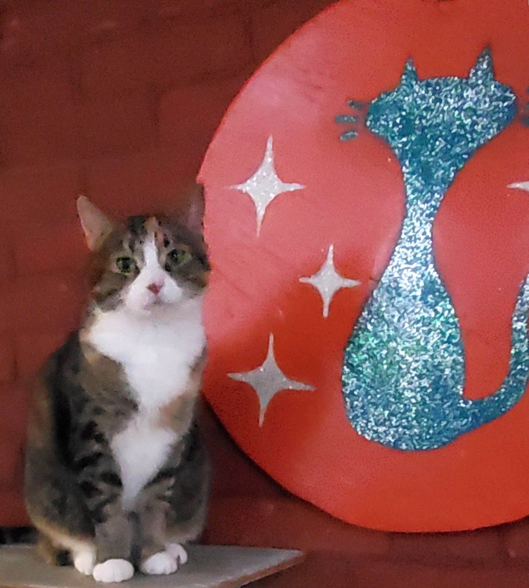 Diva, Adult Female unknown