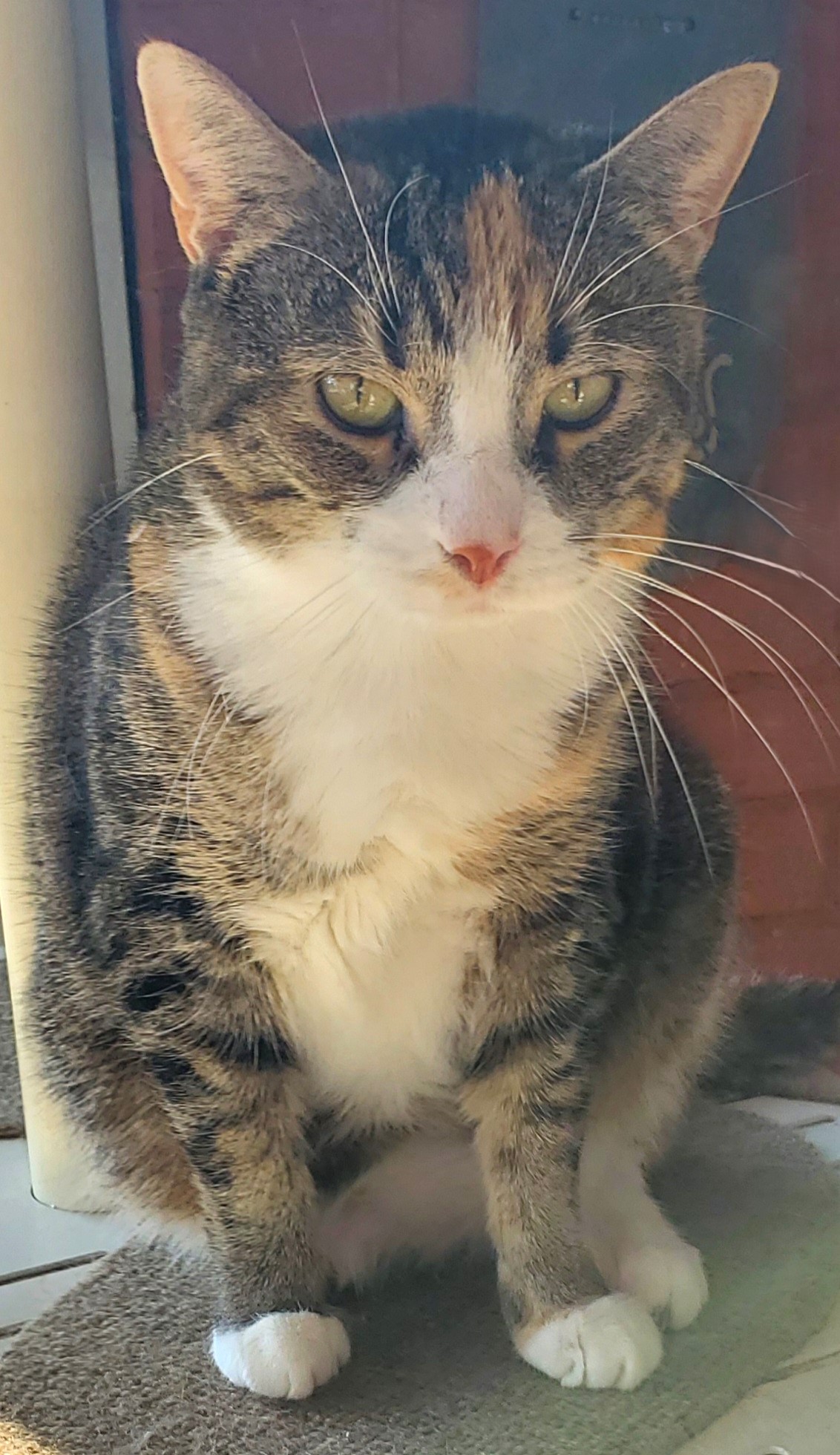 Diva