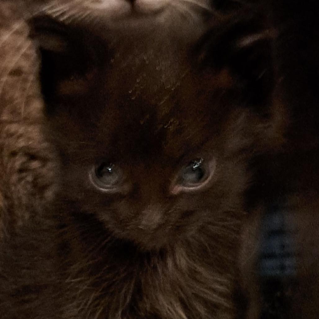 Seth, Adoptable, Kitten Male Domestic Short Hair.