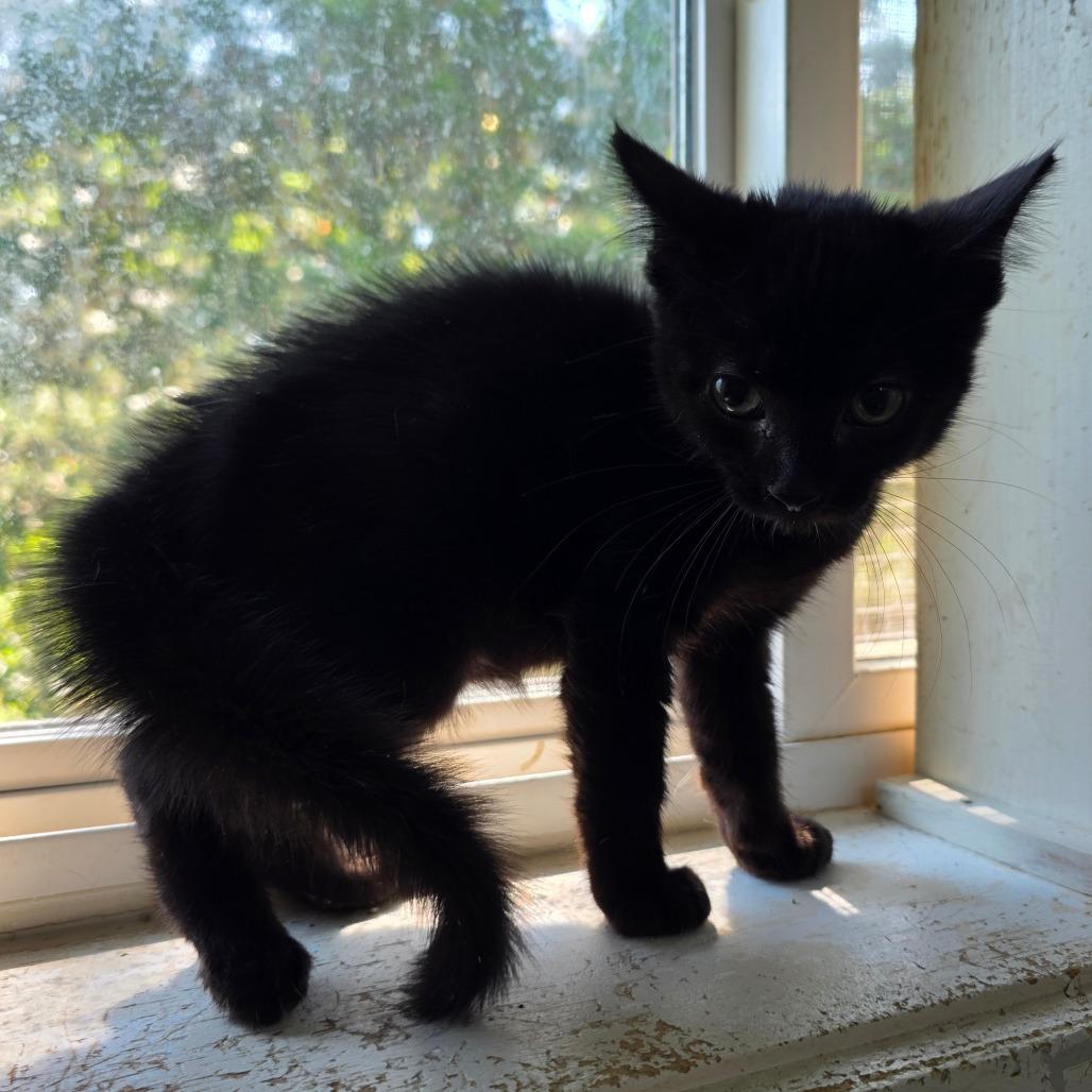 Seth, a Adoptable Domestic Short Hair in Eureka Springs, AR image 2/2