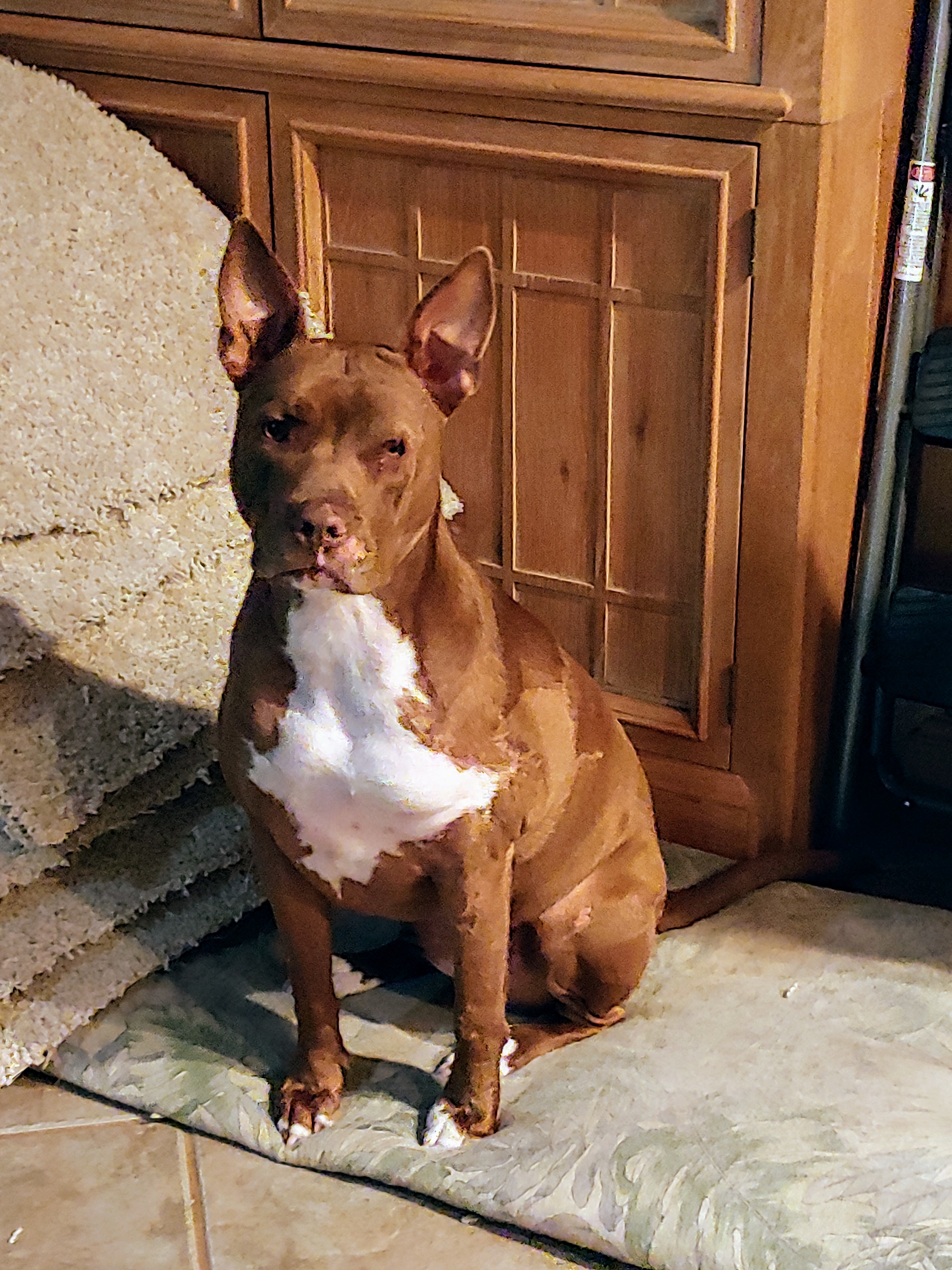 Belle, Adoptable, Adult Female Terrier.