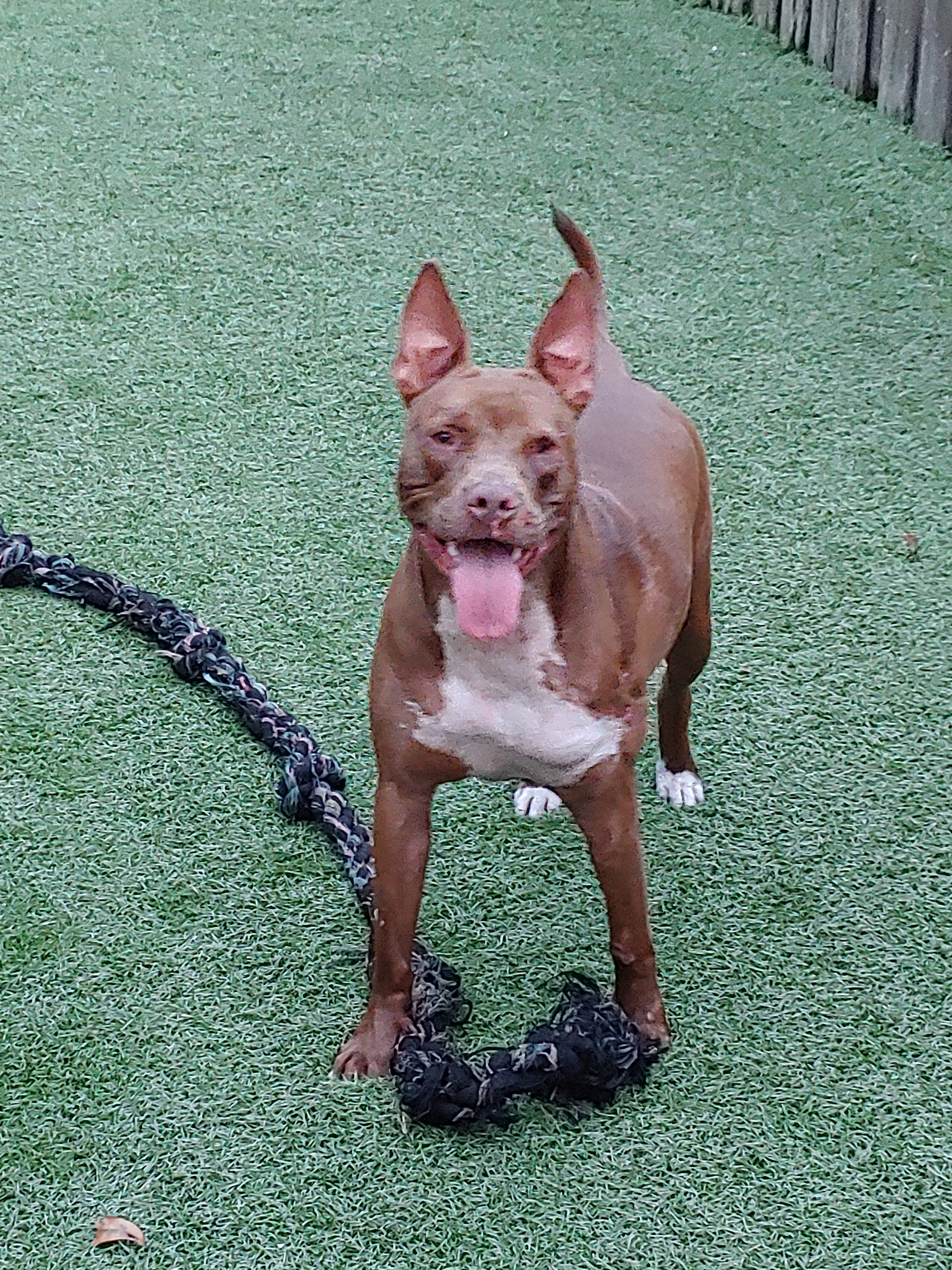 Belle, a Adoptable mixed breed in Sarasota, FL image 2/12