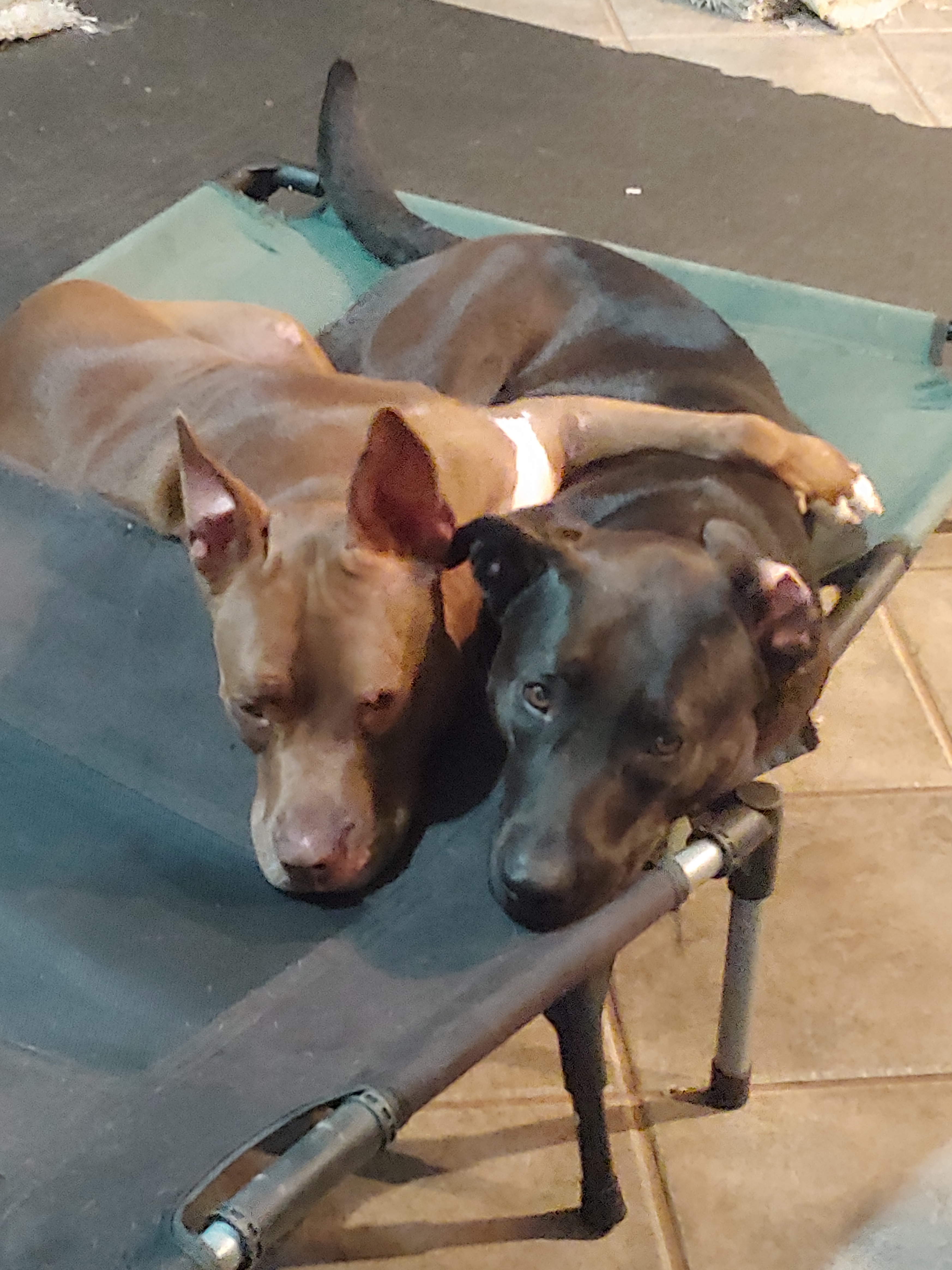 Belle, a Adoptable mixed breed in Sarasota, FL image 4/12