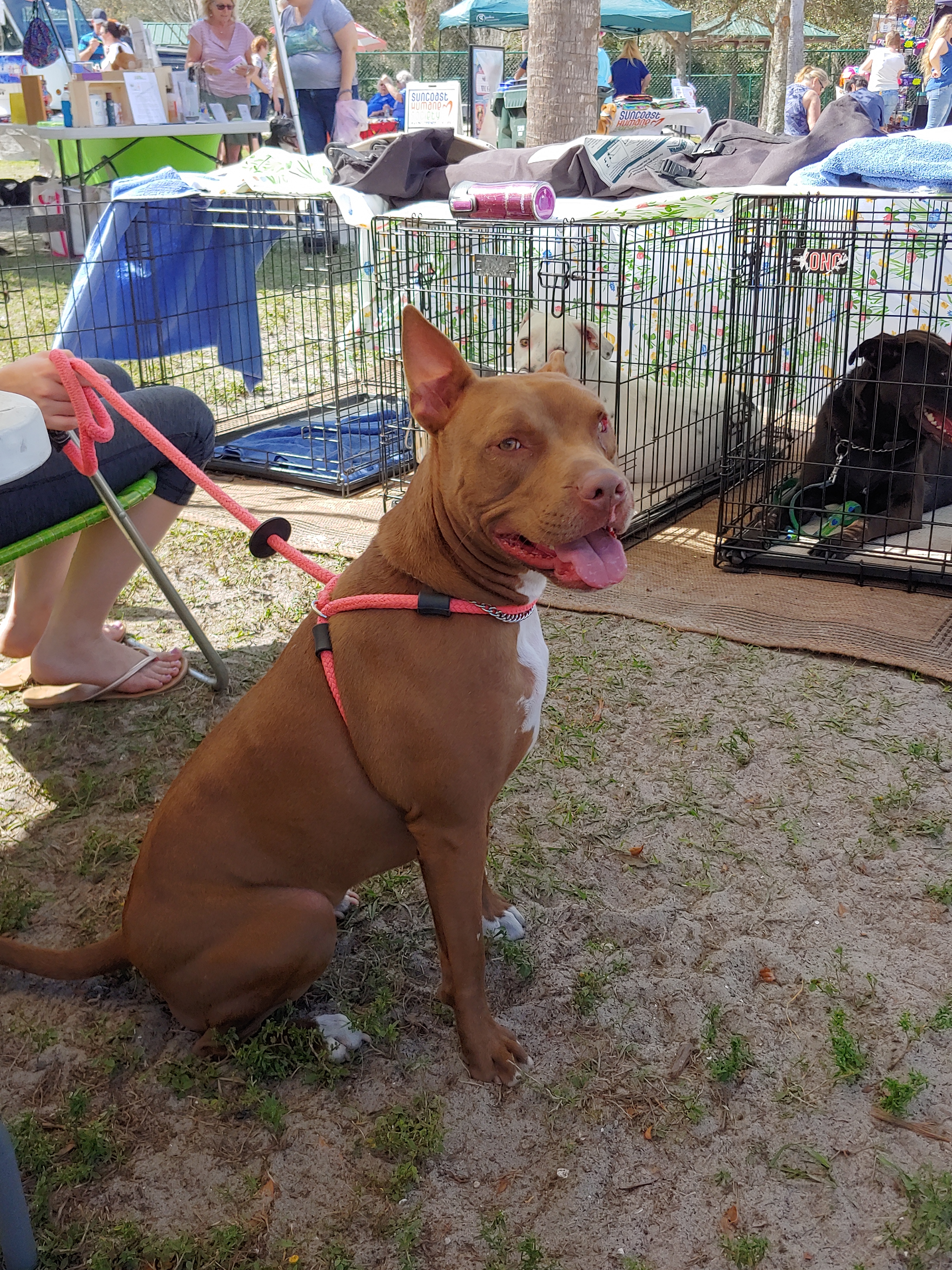 Belle, a Adoptable mixed breed in Sarasota, FL image 5/12
