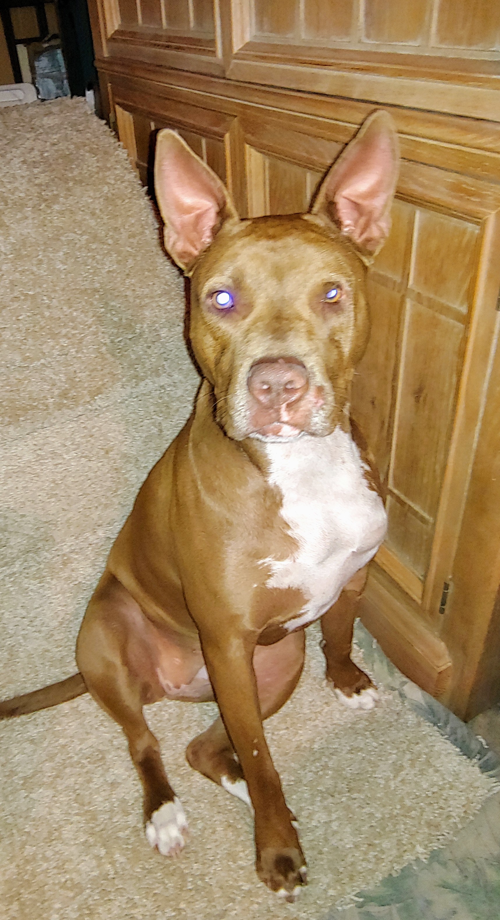 Belle, a Adoptable mixed breed in Sarasota, FL image 6/12