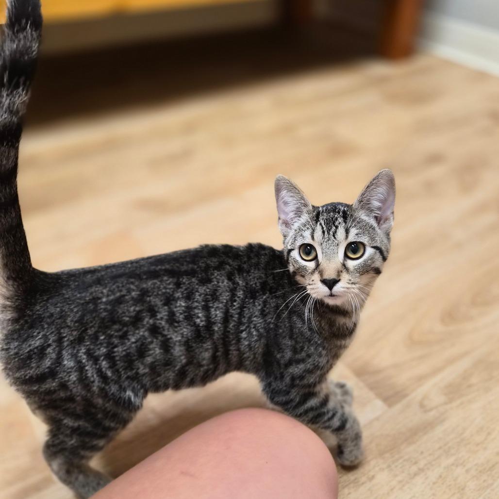 Enlarge Kai, a Adoptable Domestic Short Hair in Woodstock, IL image 1/5