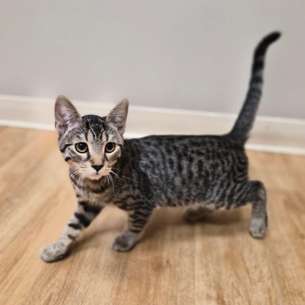 Enlarge Kai, a Adoptable Domestic Short Hair in Woodstock, IL image 2/5