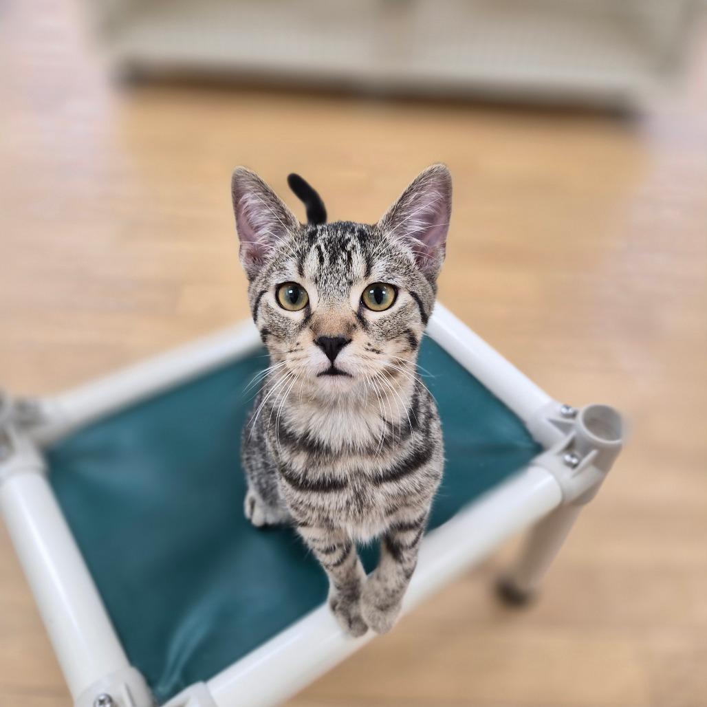 Enlarge Kai, a Adoptable Domestic Short Hair in Woodstock, IL image 3/5