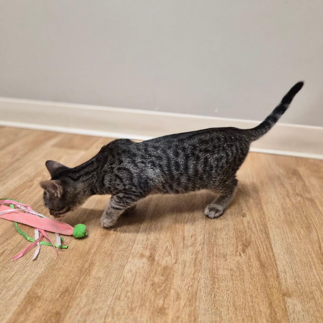 Enlarge Kai, a Adoptable Domestic Short Hair in Woodstock, IL image 4/5