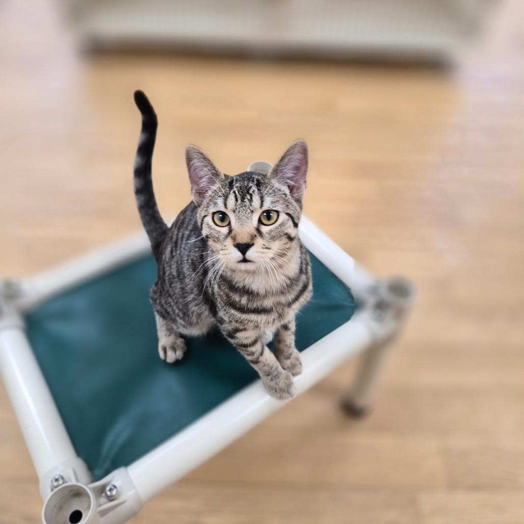 Enlarge Kai, a Adoptable Domestic Short Hair in Woodstock, IL image 5/5