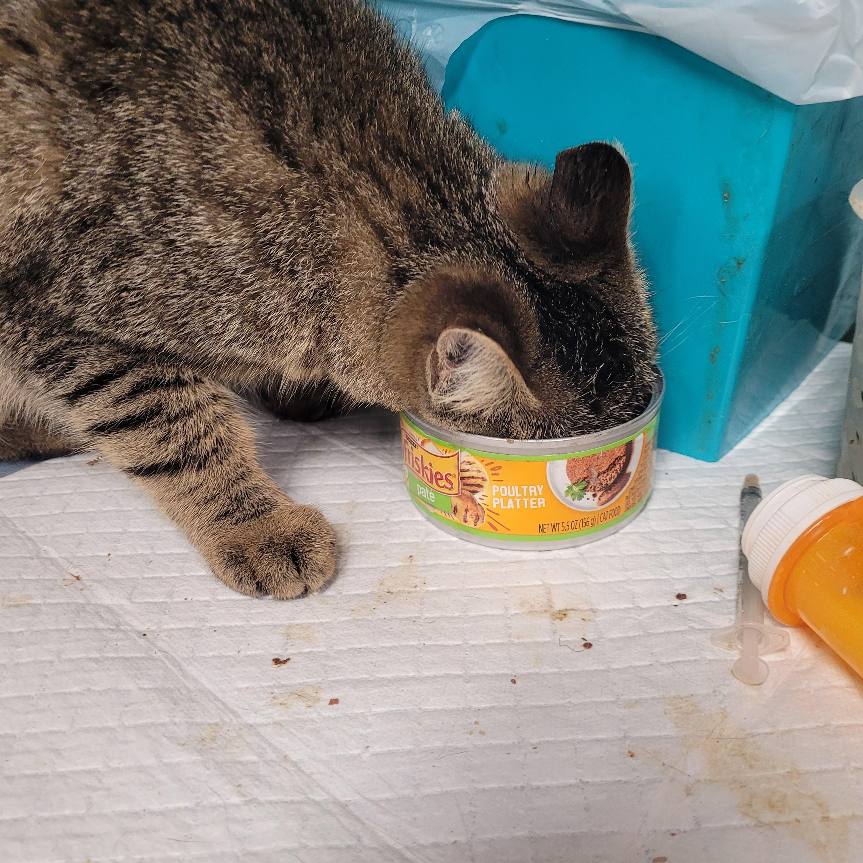 Enlarge Phoebe, a ADOPTABLE Domestic Short Hair in Norfolk, VA image 2/6