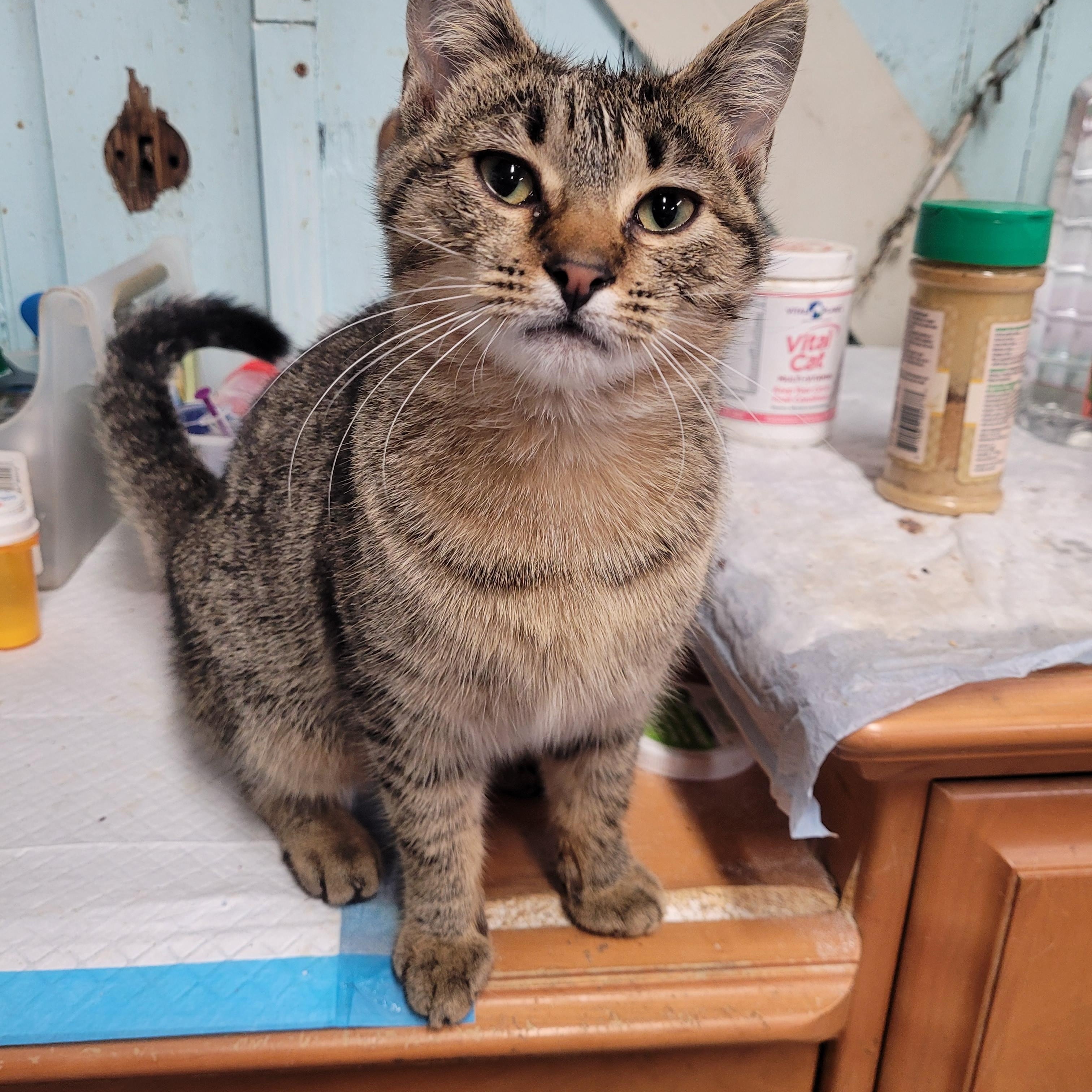 Enlarge Phoebe, a ADOPTABLE Domestic Short Hair in Norfolk, VA image 4/6