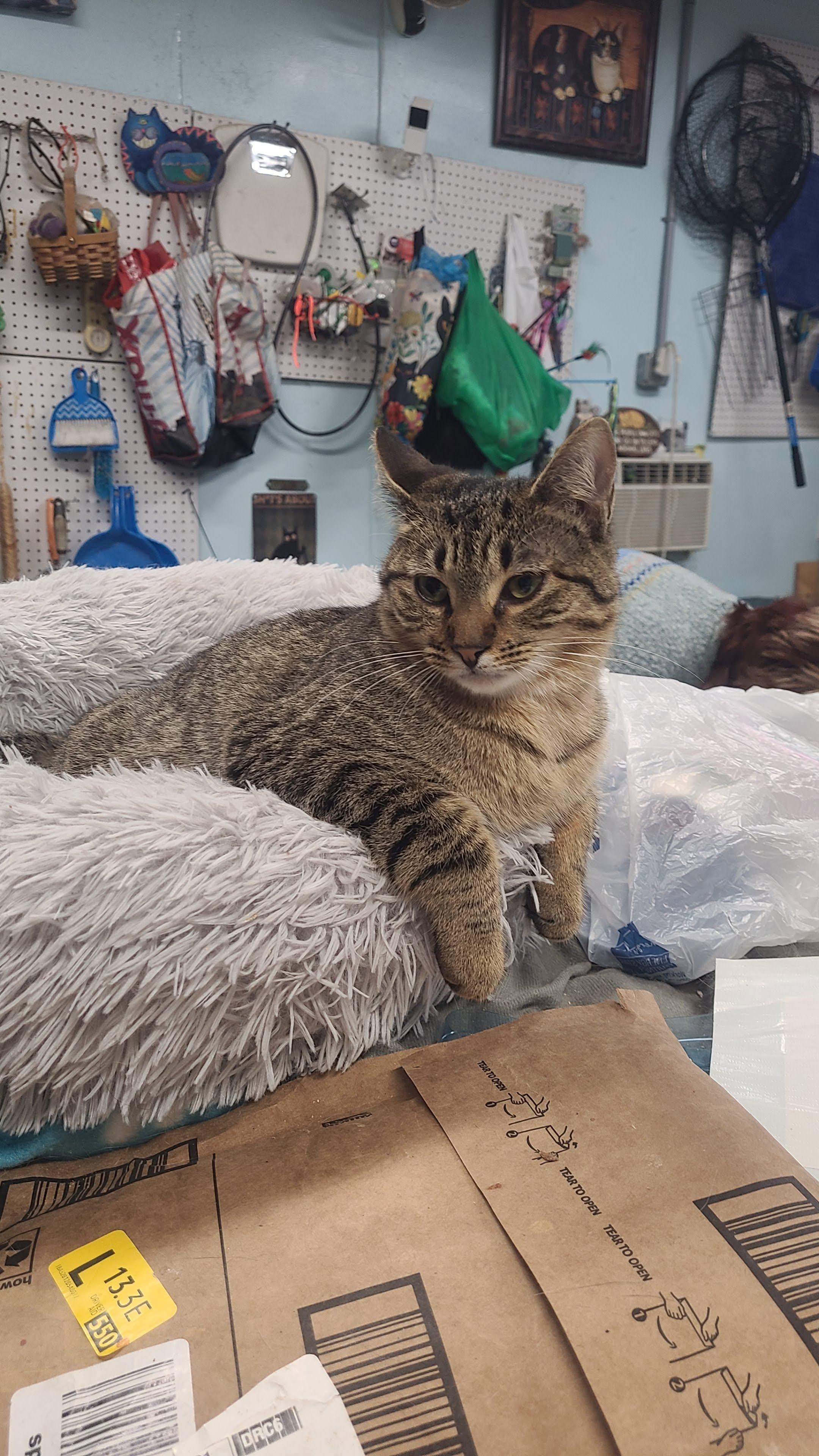 Phoebe, ADOPTABLE, Young Female Domestic Short Hair.