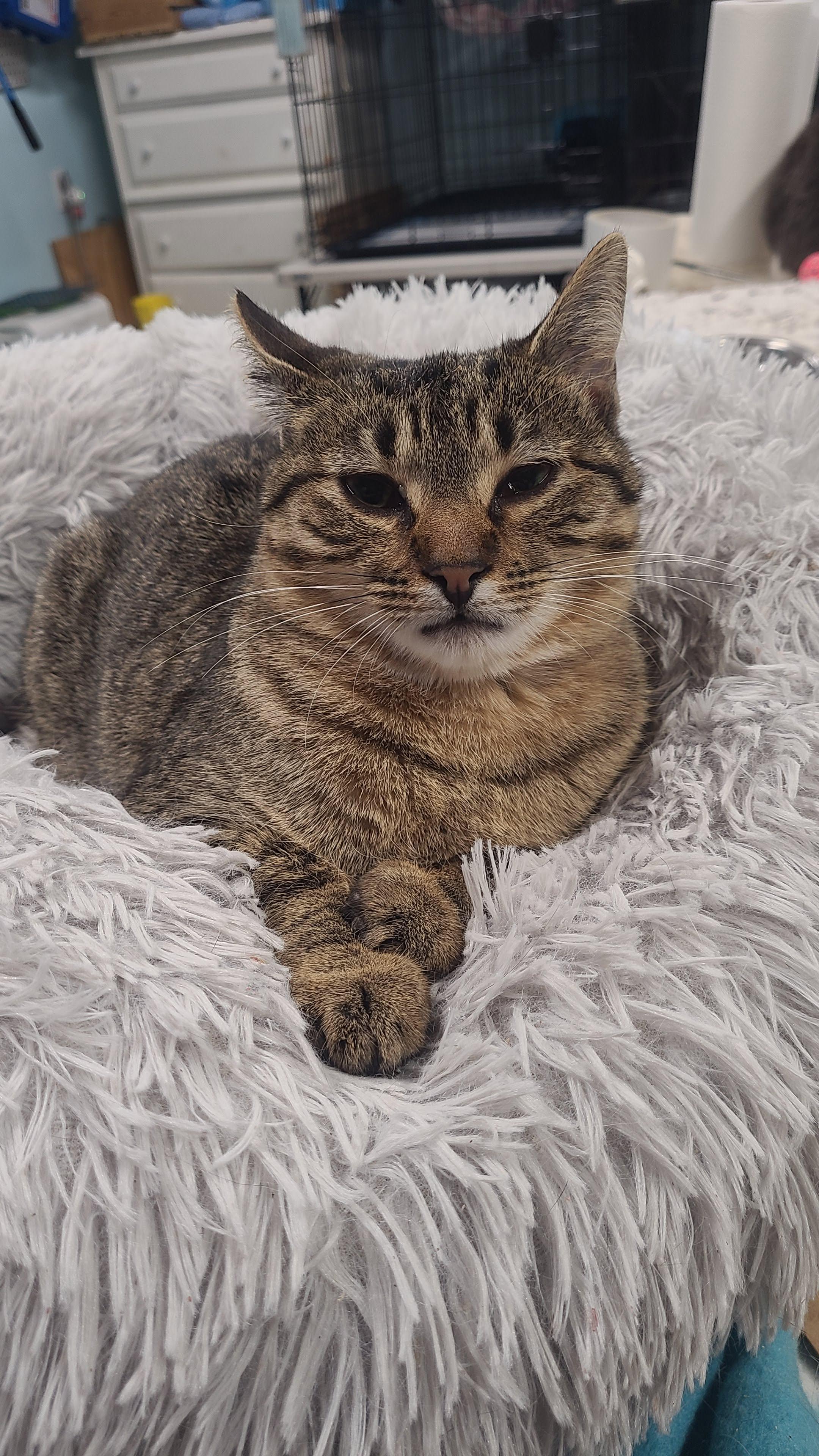 Enlarge Phoebe, a ADOPTABLE Domestic Short Hair in Norfolk, VA image 3/6