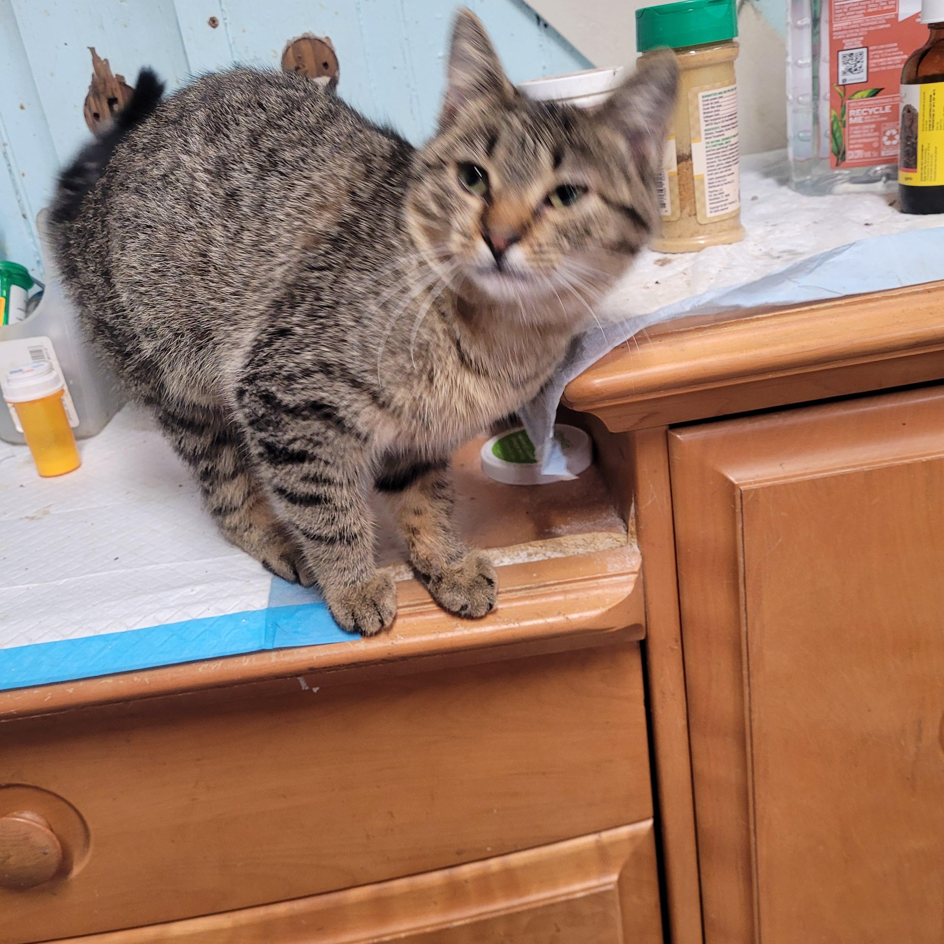 Enlarge Phoebe, a ADOPTABLE Domestic Short Hair in Norfolk, VA image 5/6