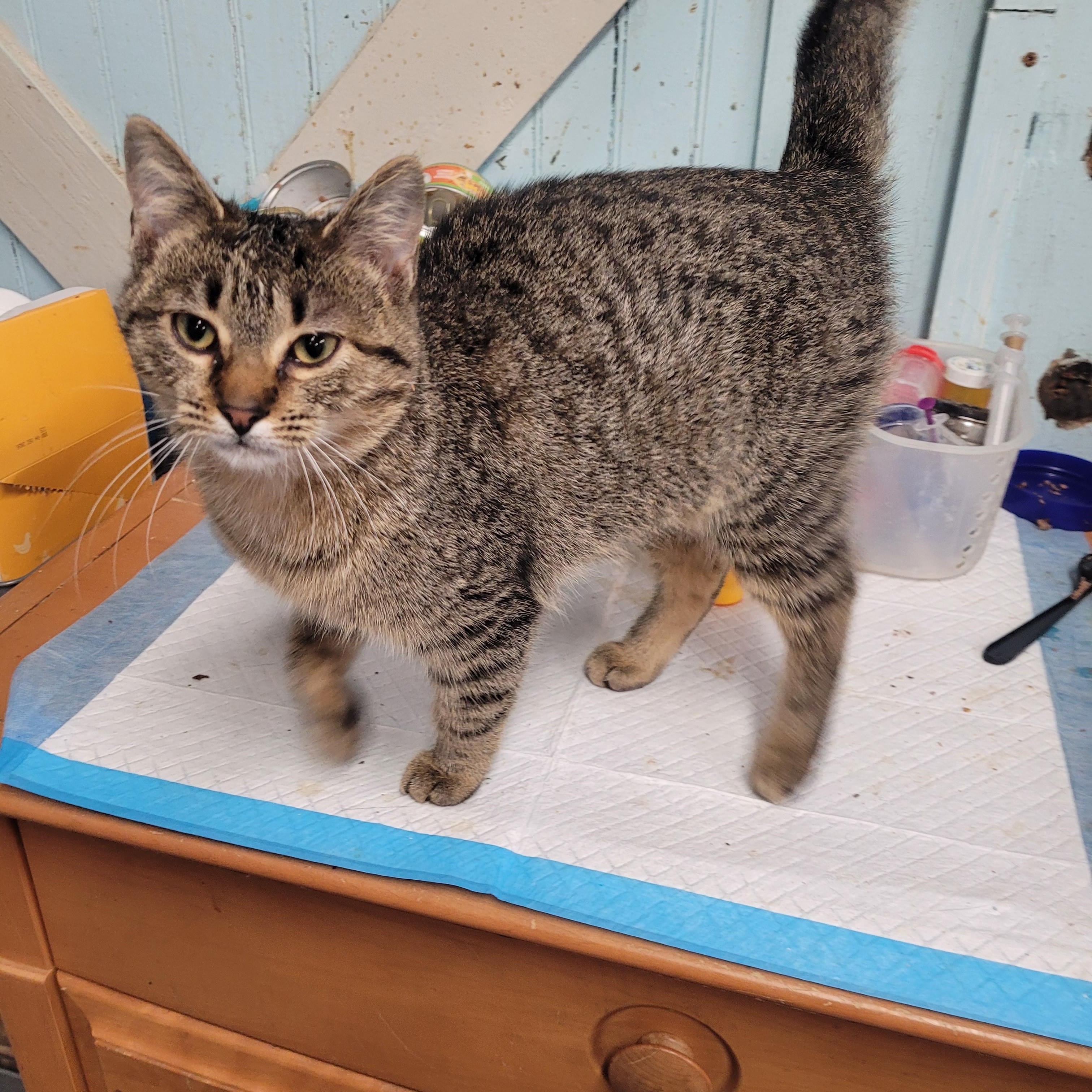 Enlarge Phoebe, a ADOPTABLE Domestic Short Hair in Norfolk, VA image 6/6