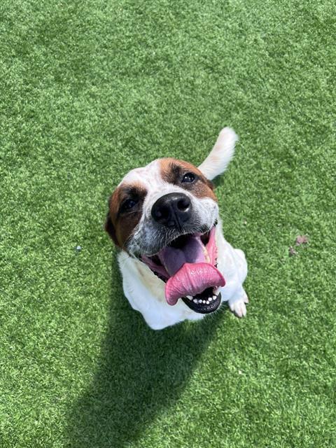 Enlarge CLEETUS, a Adoptable mixed breed in Grand Prairie, TX image 1/1