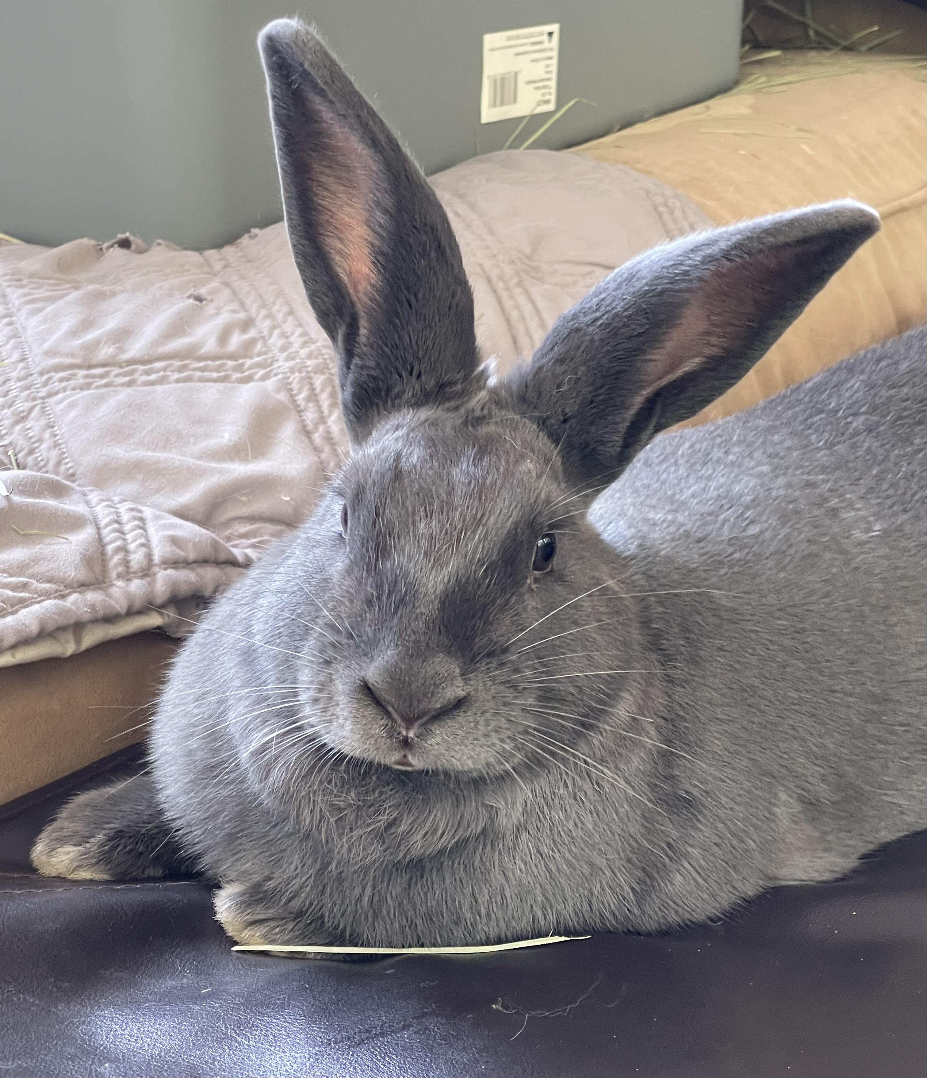 Cameron, an adopted mixed breed in Birmingham, AL image 1/6