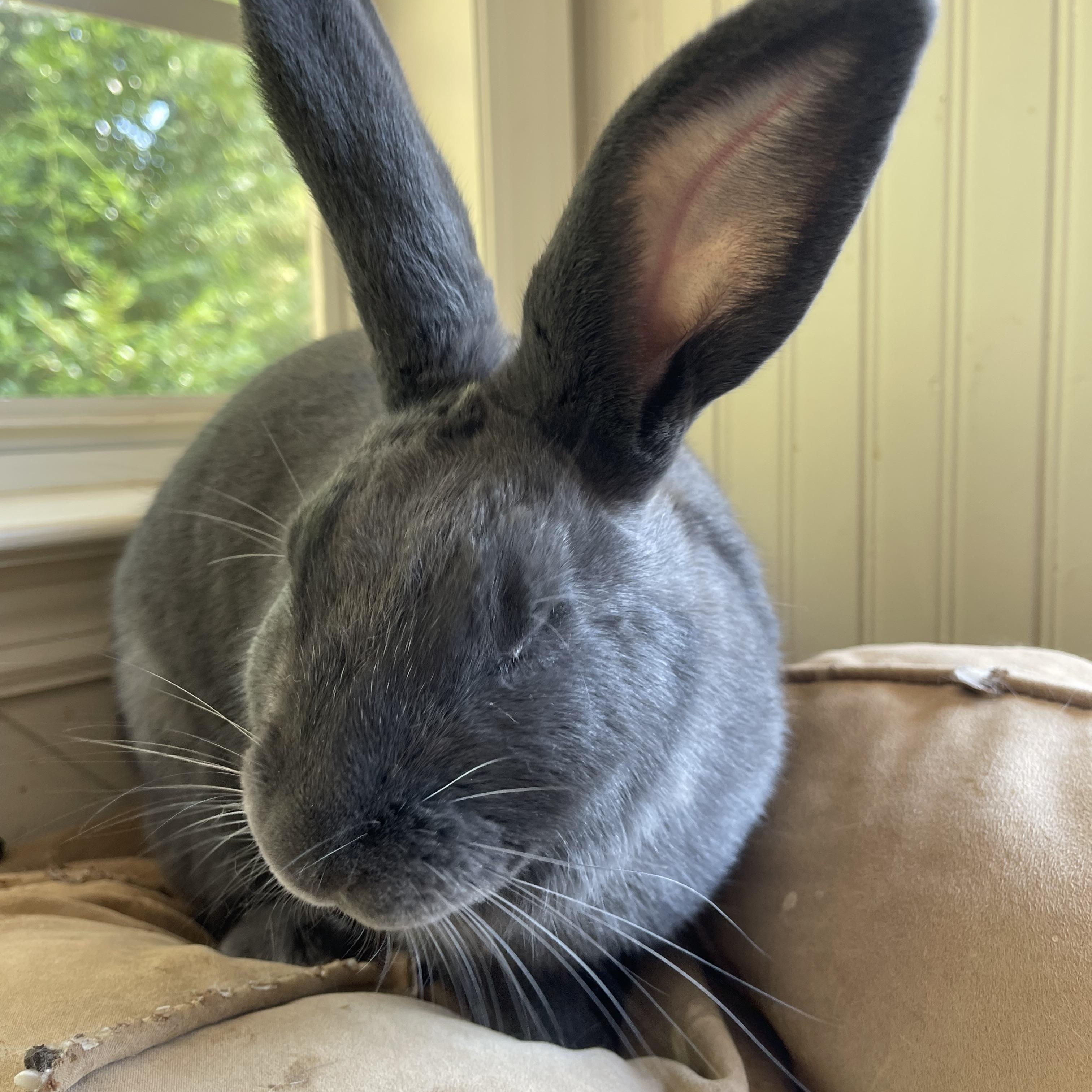 Cameron, an adopted mixed breed in Birmingham, AL image 2/6