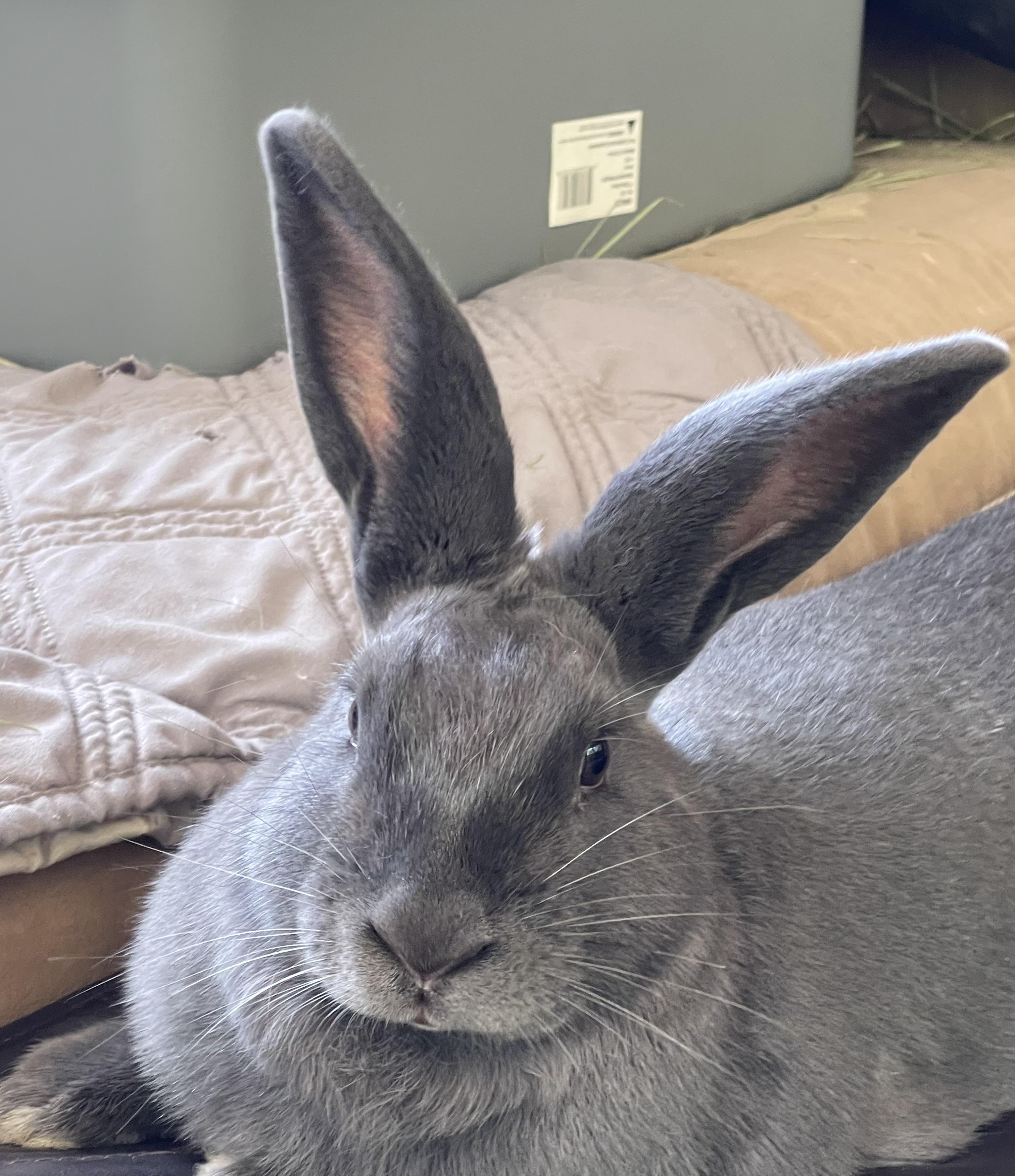 Cameron, an adopted mixed breed in Birmingham, AL image 3/6