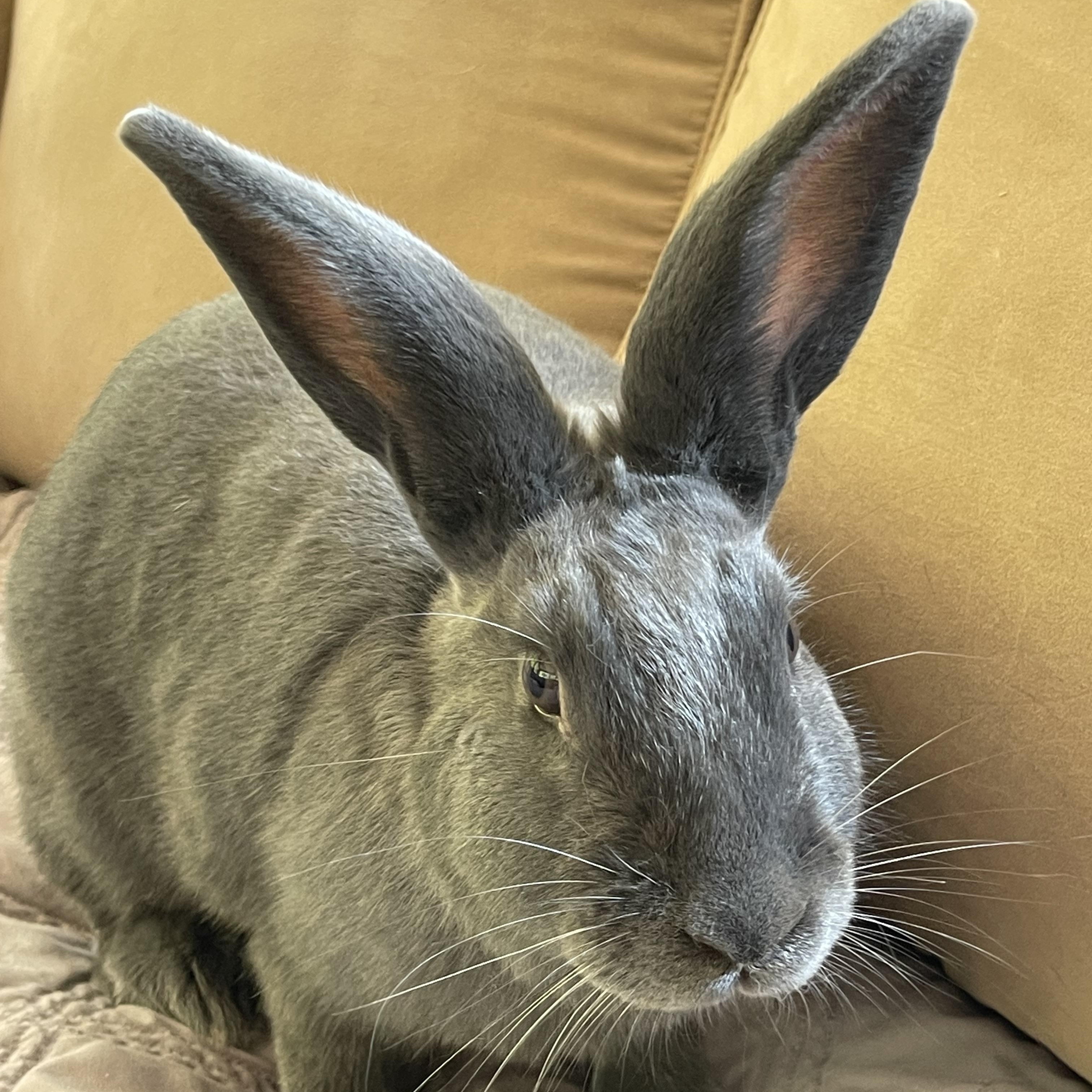 Cameron, an adopted mixed breed in Birmingham, AL image 4/6