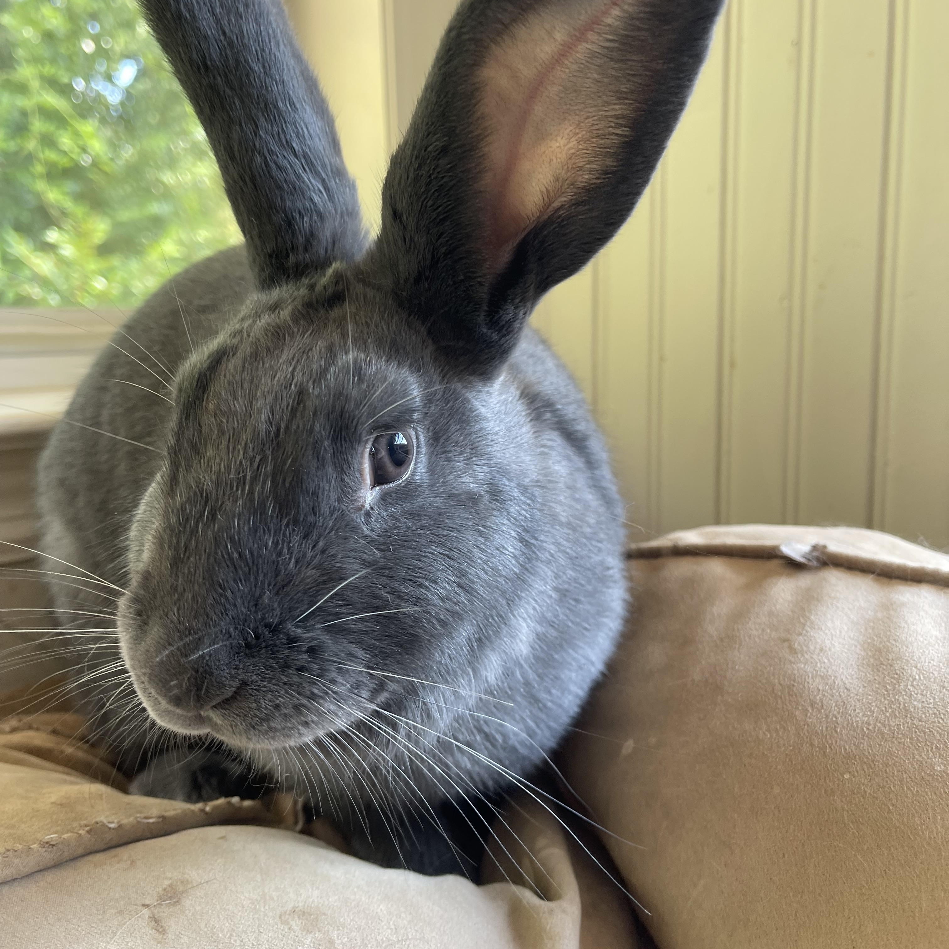 Cameron, an adopted mixed breed in Birmingham, AL image 6/6