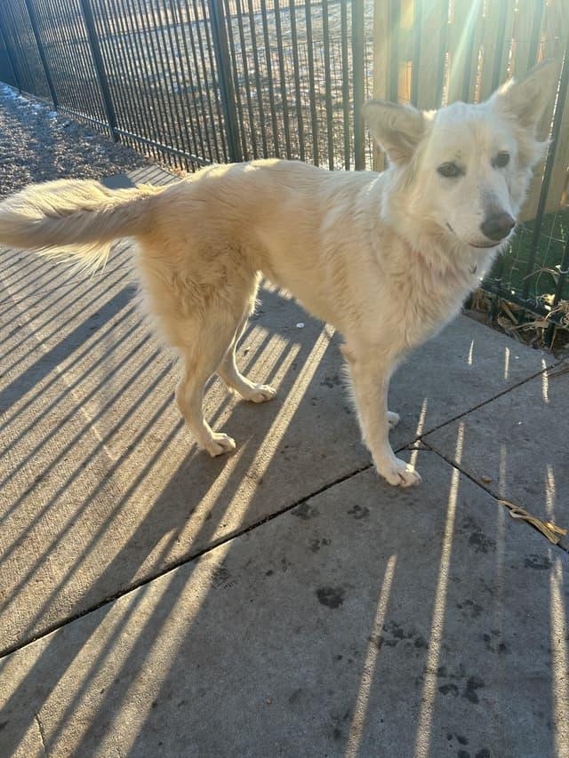 Enlarge Luna, an adopted mixed breed in Seward, NE image 3/4