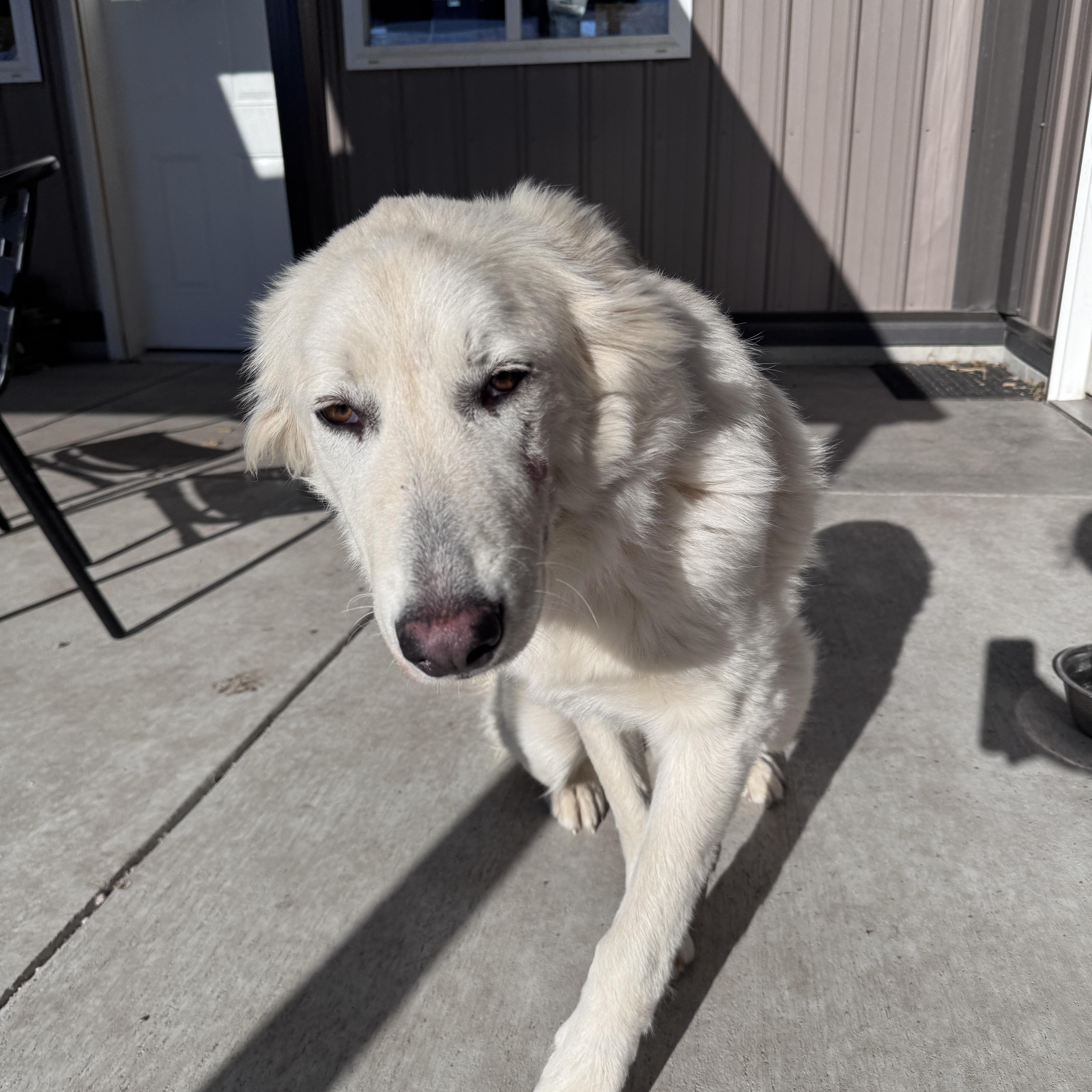 Enlarge Luna, an adopted mixed breed in Seward, NE image 2/4