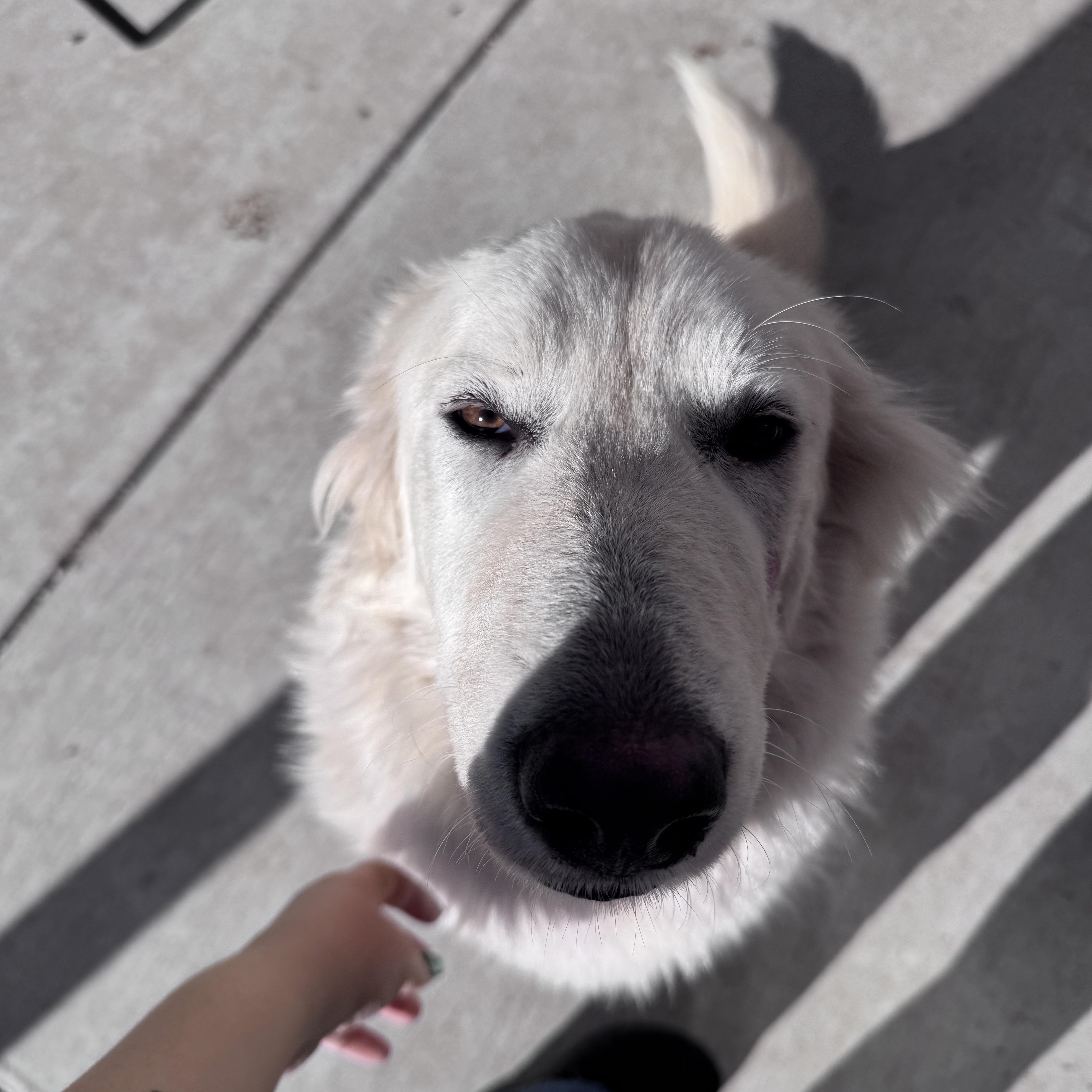 Luna, adopted, Young Female Great Pyrenees.