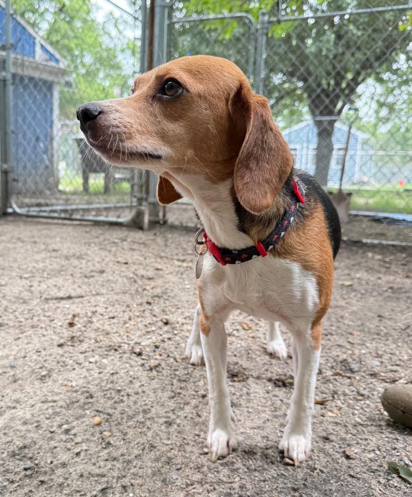 Belle, Adoptable, Adult Female Beagle.