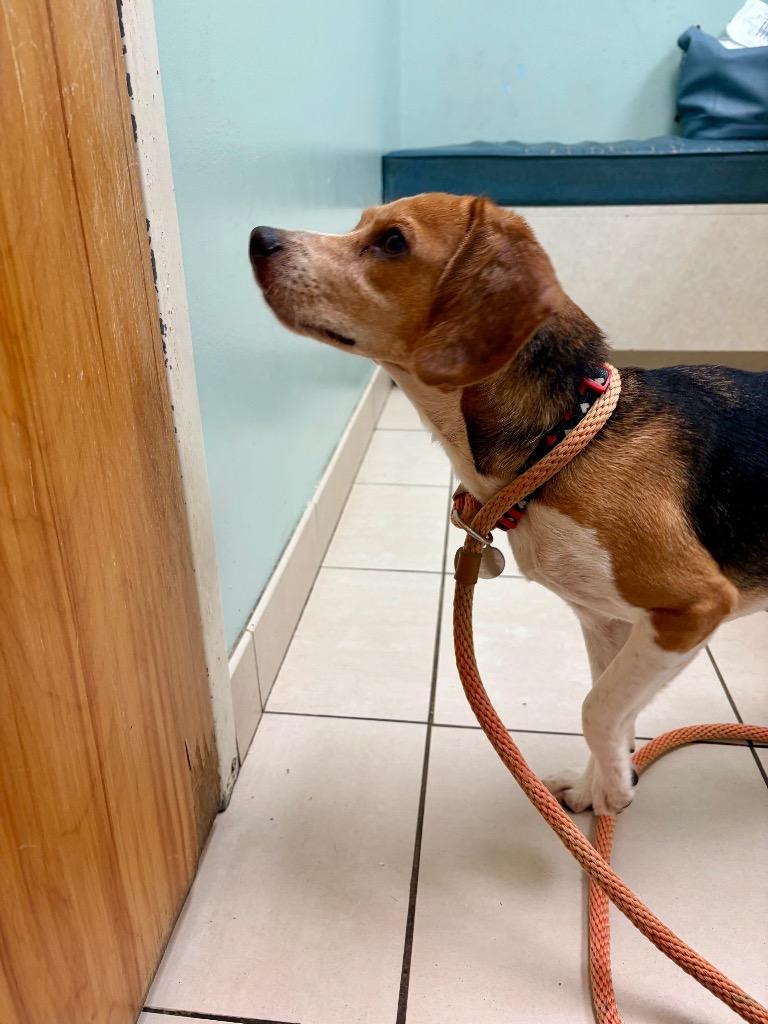 Belle, a Adoptable Beagle in Hampton, VA image 2/6