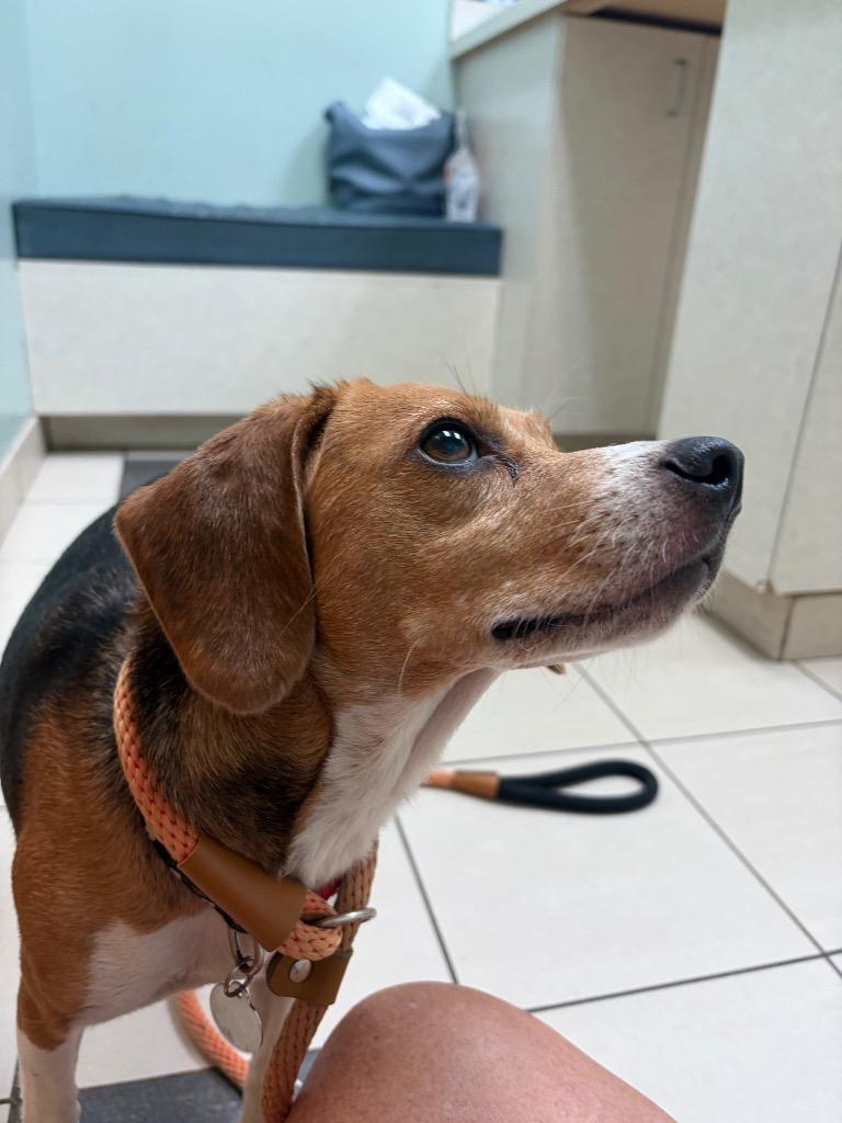 Belle, a Adoptable Beagle in Hampton, VA image 3/6