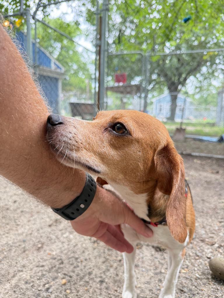 Belle, a Adoptable Beagle in Hampton, VA image 4/6