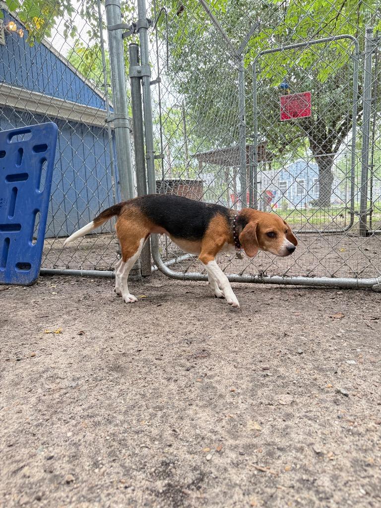 Belle, a Adoptable Beagle in Hampton, VA image 5/6