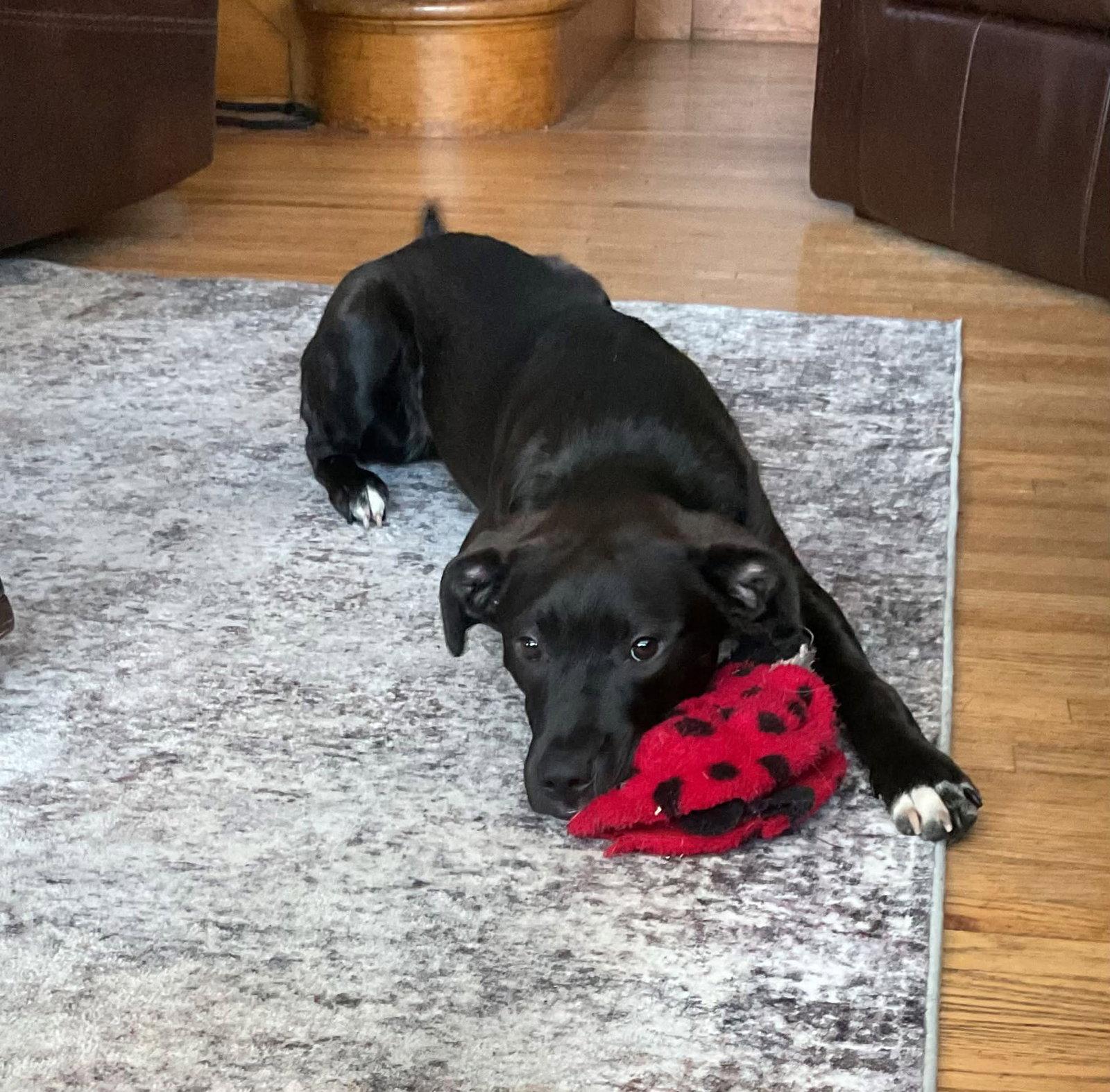 Albert, Adoptable, Puppy Male Black Labrador Retriever.