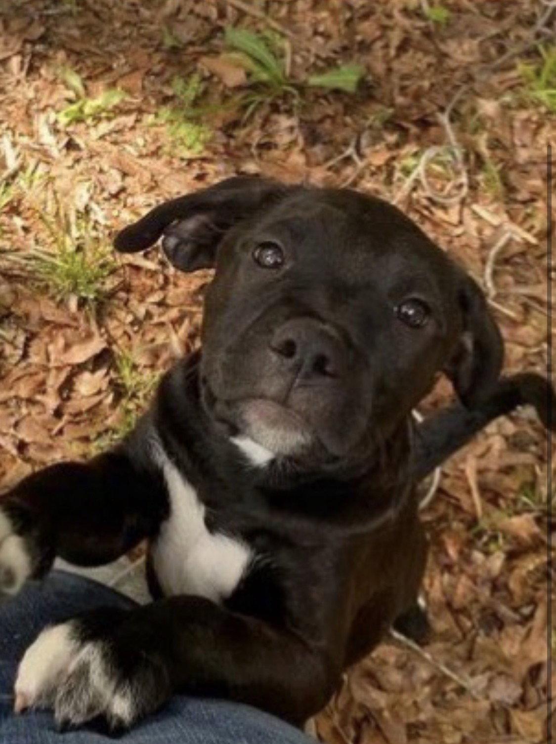 Albert, Adoptable, Puppy Male Black Labrador Retriever.