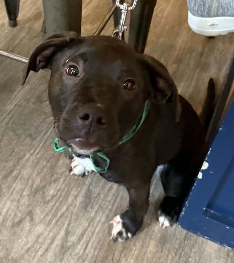 Albert, a Adoptable Black Labrador Retriever in Tonawanda, NY image 2/3
