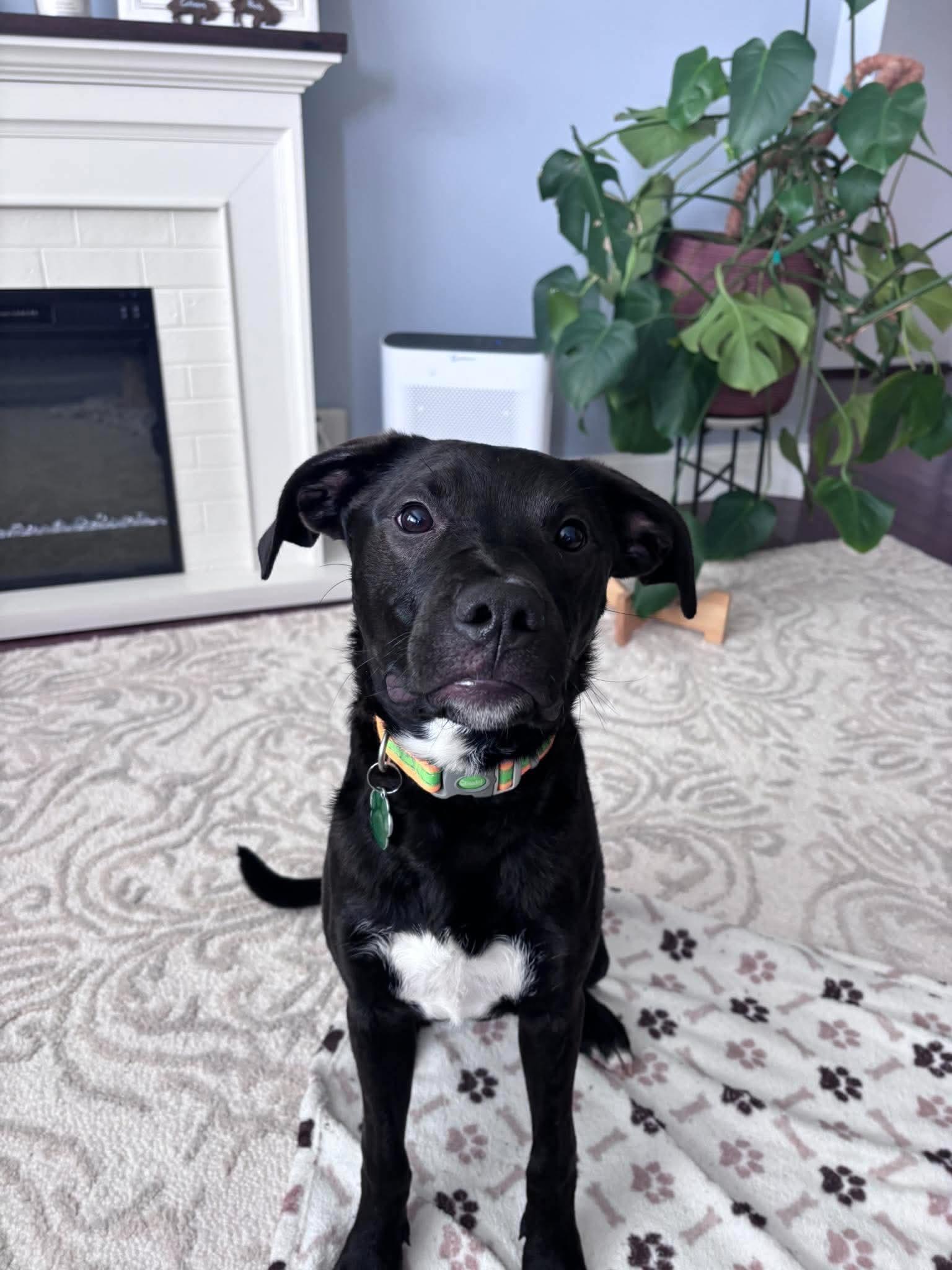 Enlarge Albert, a Adoptable Black Labrador Retriever in Tonawanda, NY image 2/3